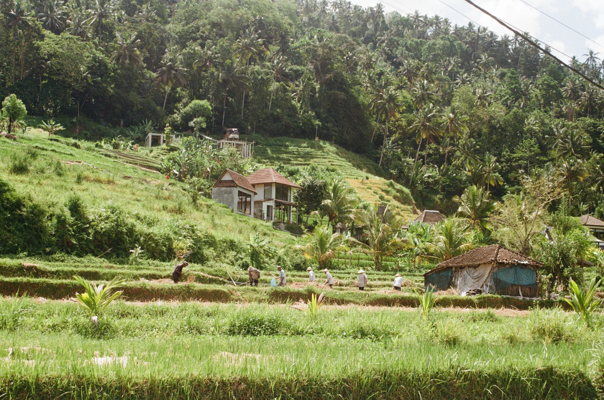 Workers in rice paddys, and half built villas, near Sideman Bali