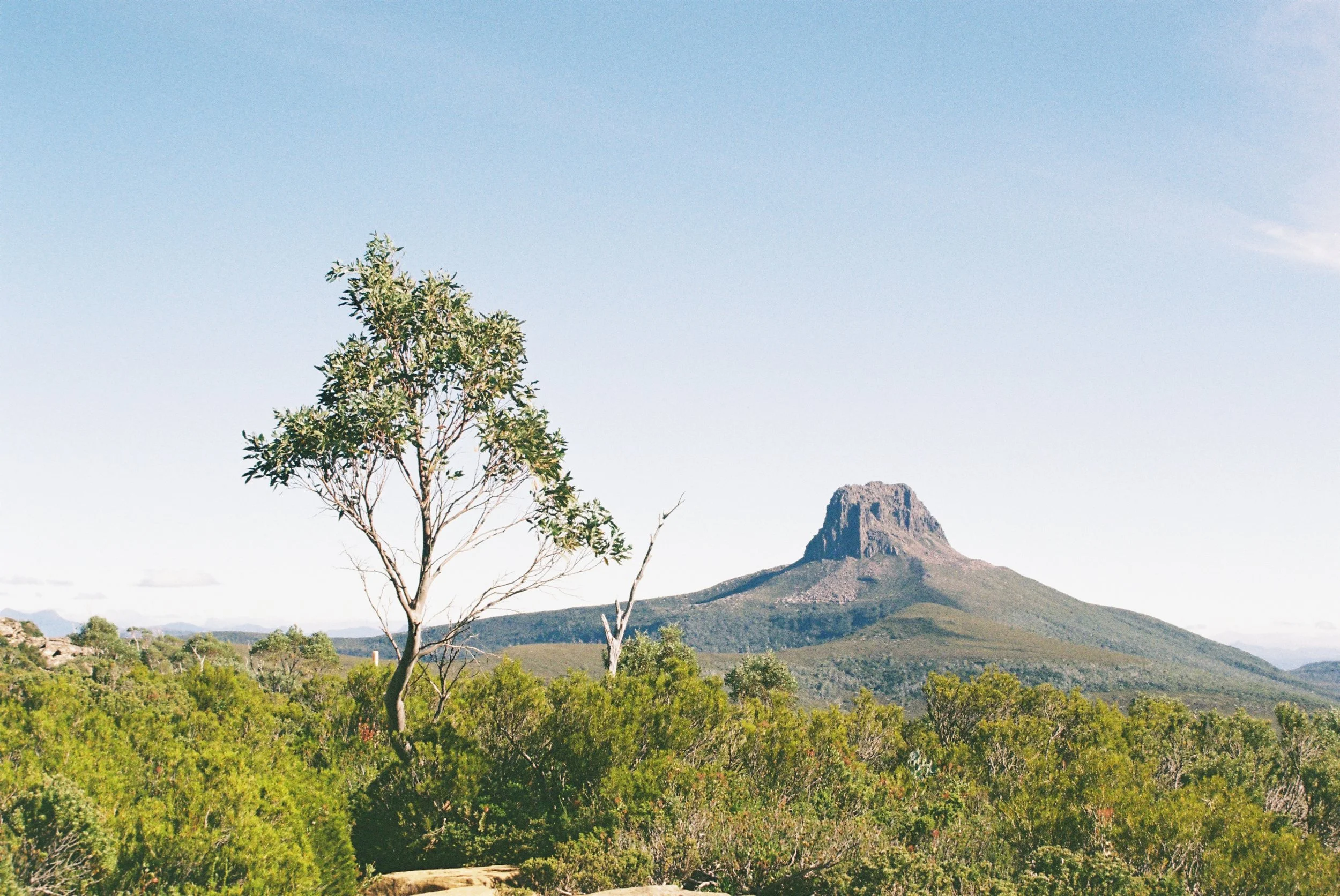 Barn Bluff and eucalypt.JPG