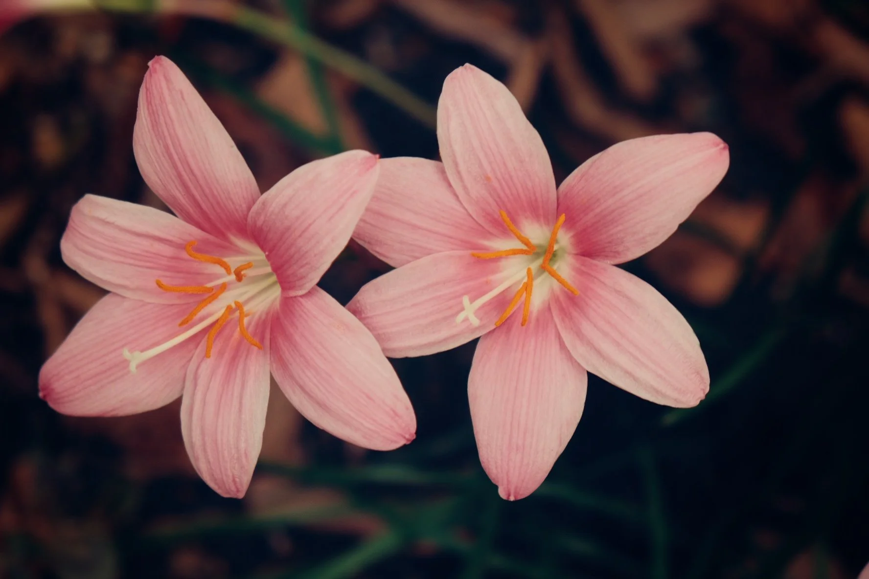Twin Flowers,Japan.jpeg