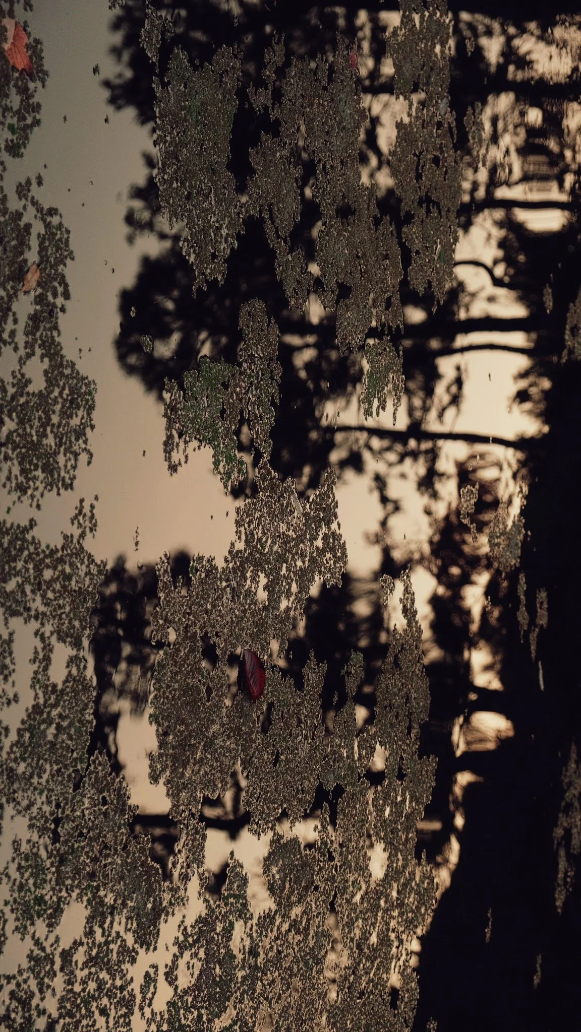 Photo 17-11-2025, 06 59 12.jpg