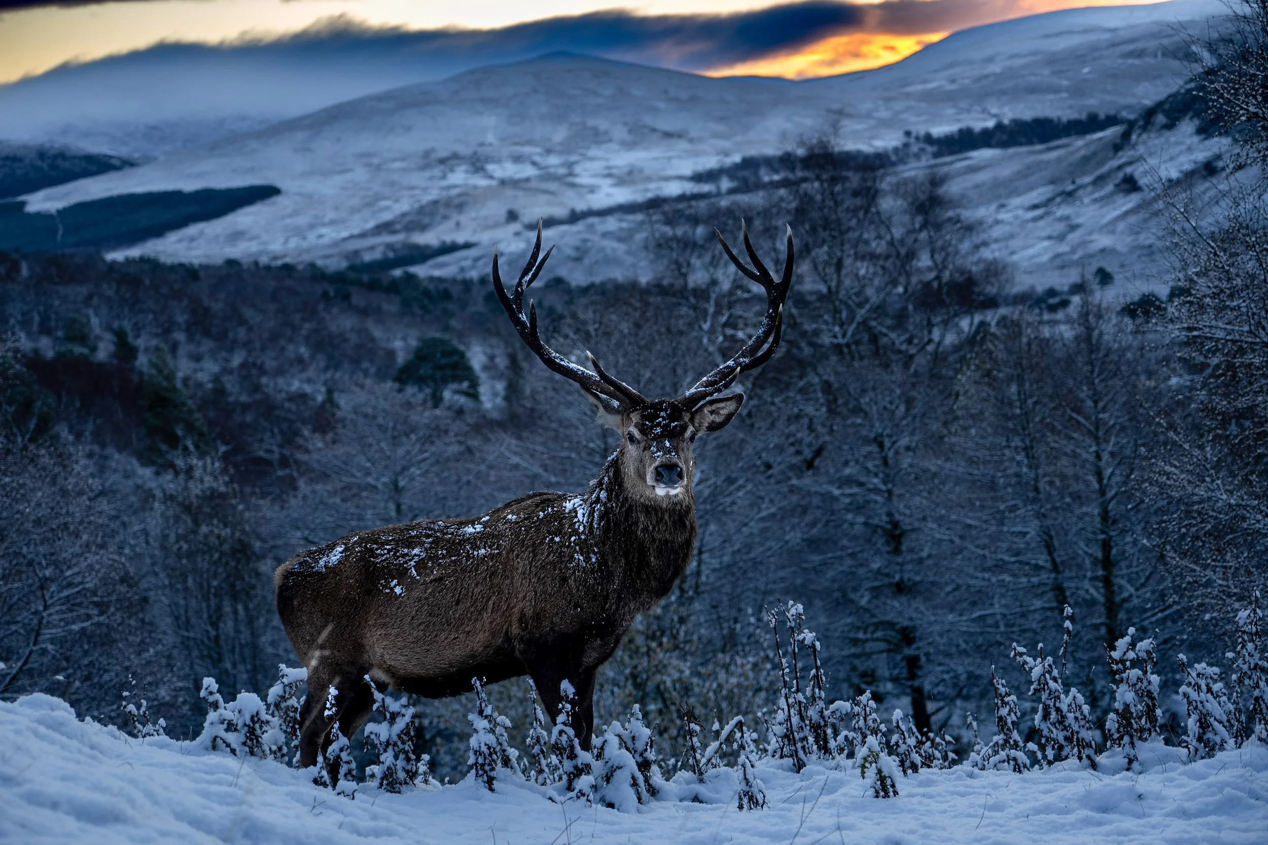 AWR DSC9411 ©dawnwild.jpg