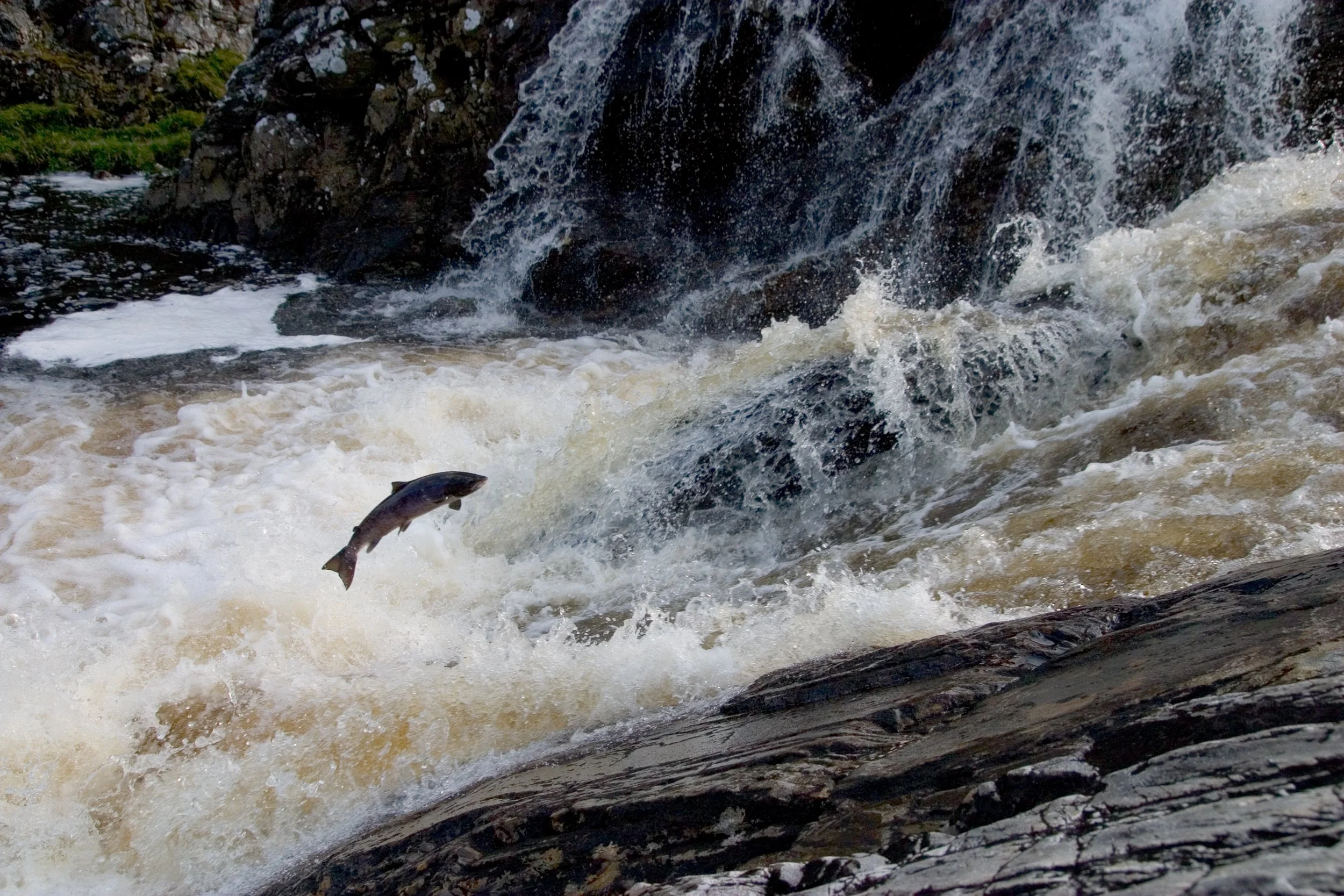 AWR Alladale Wildife - Atlantic salmon.jpg
