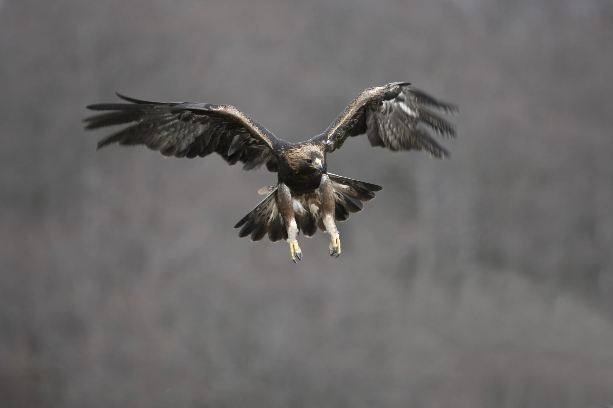 AWR Wildlife_Alladale Wilderness Reserve_golden eagle-400.jpg