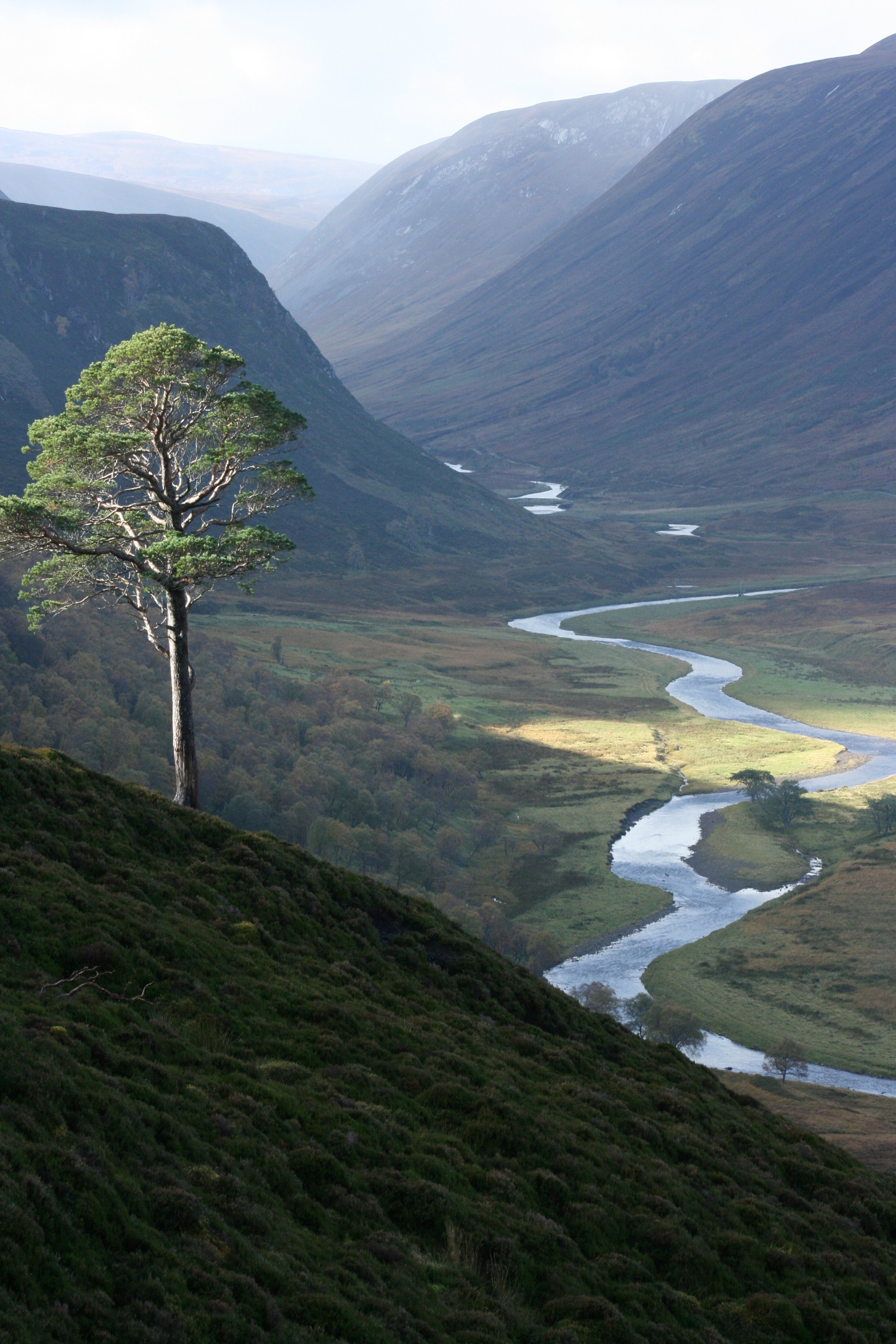 AWR Alladale Landscape - 5.JPG