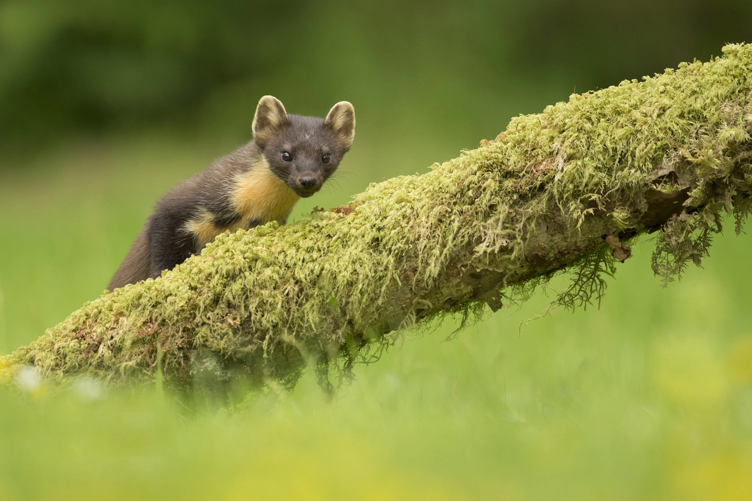 AWR Wildlife_Alladale Wilderness Reserve_Pine Marten.jpg