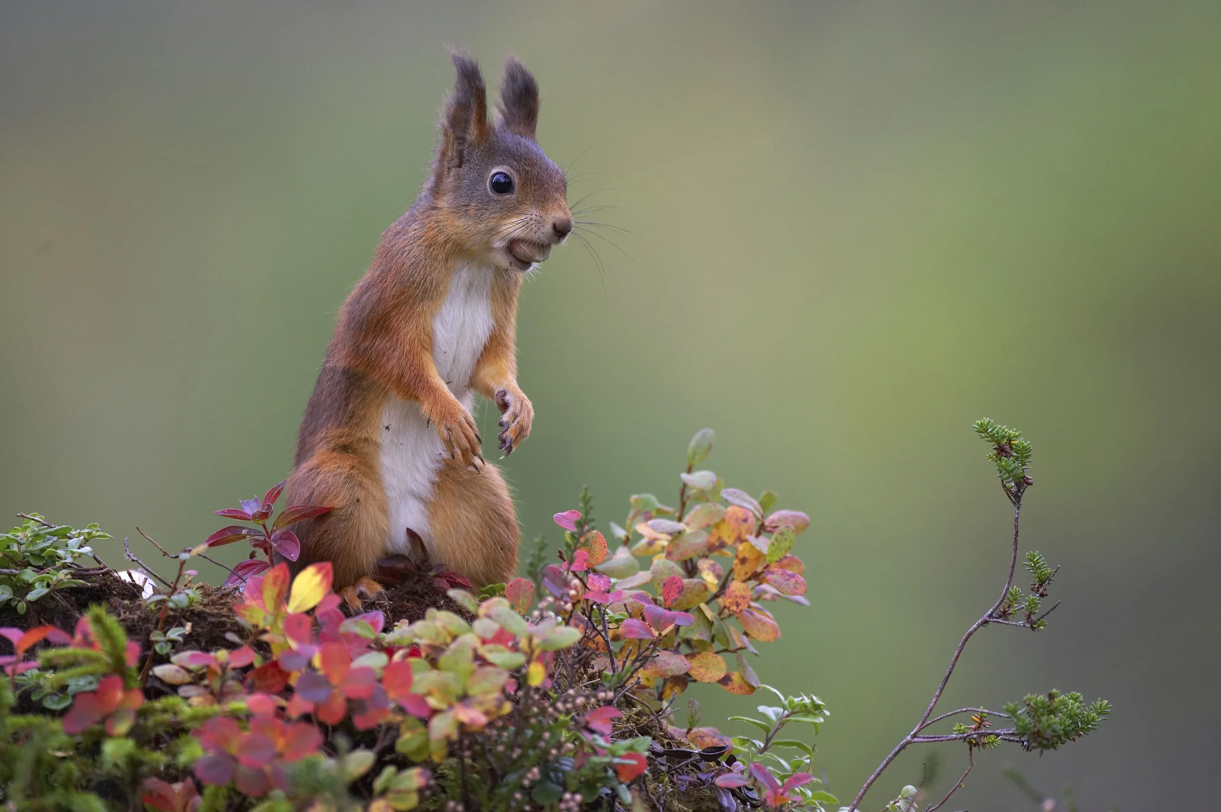 AWR Reviving Red Squirrel Populations Featured Image_PETER CAIRNS (1).jpg