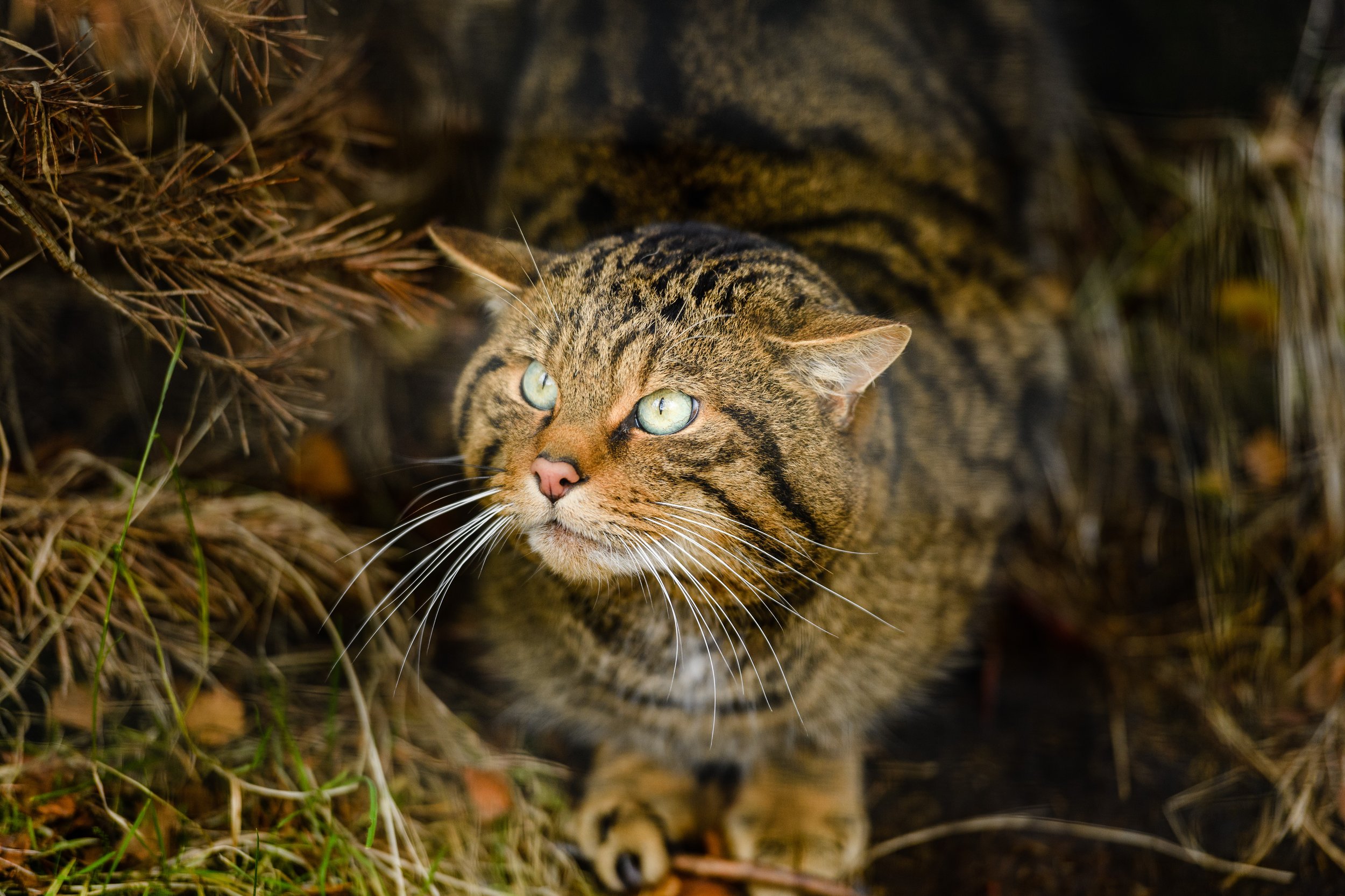 AWR Alladale Wildlife - Wildcat 1.jpg