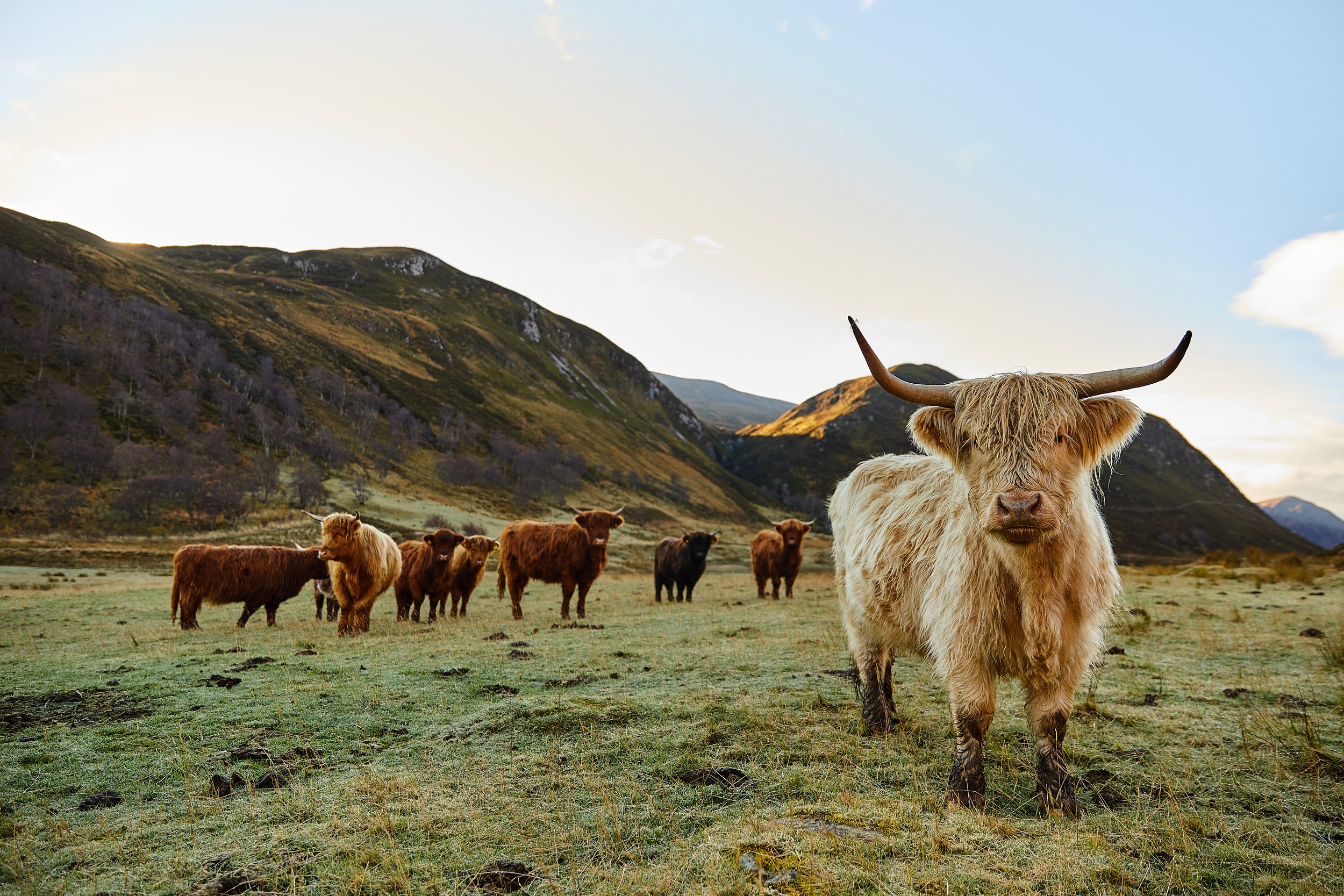AWR Alladale Wildlife - Highland Cows.jpg