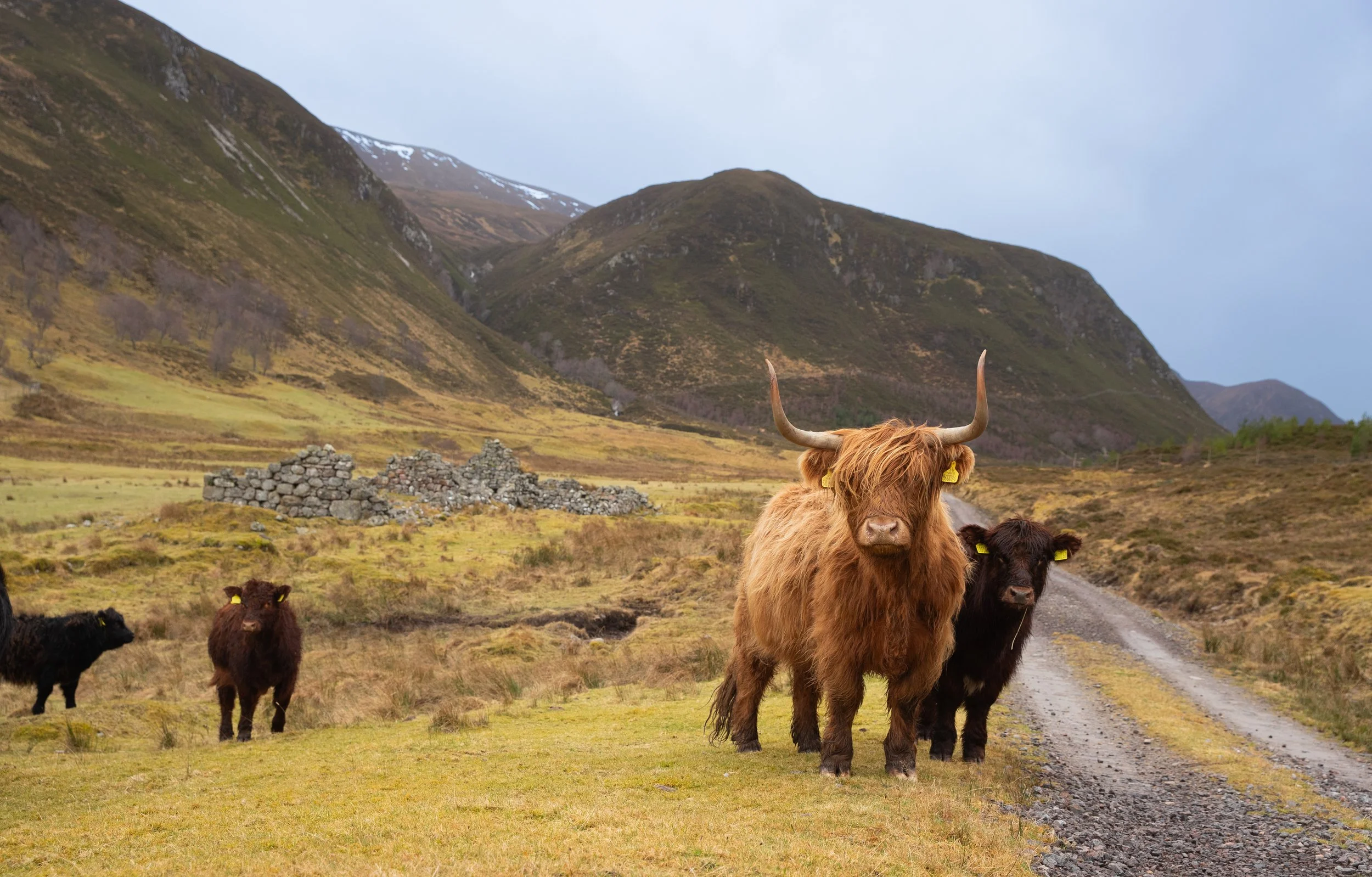 Alladale cattle.jpg