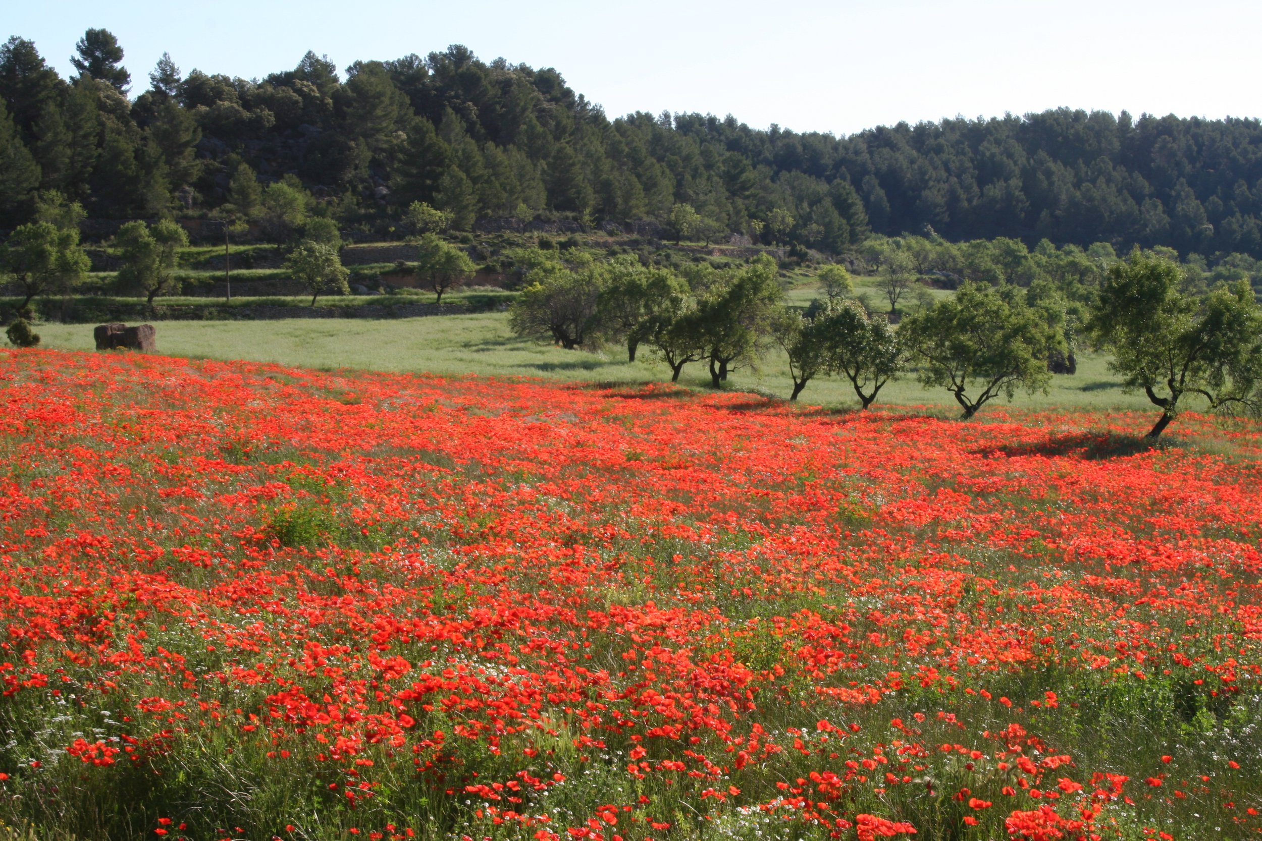 meadow in spring (2).jpg