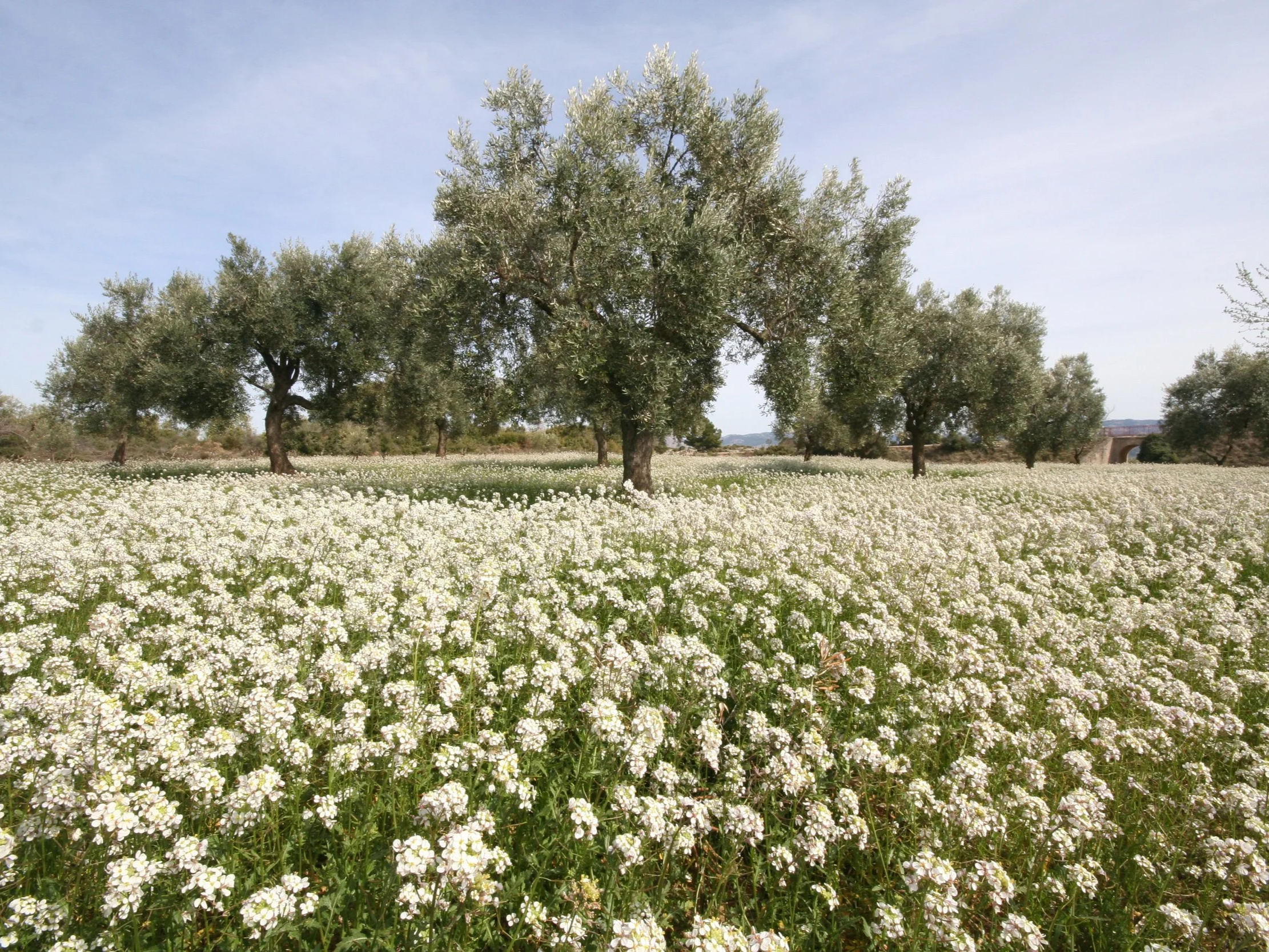 olive+grove+2.png
