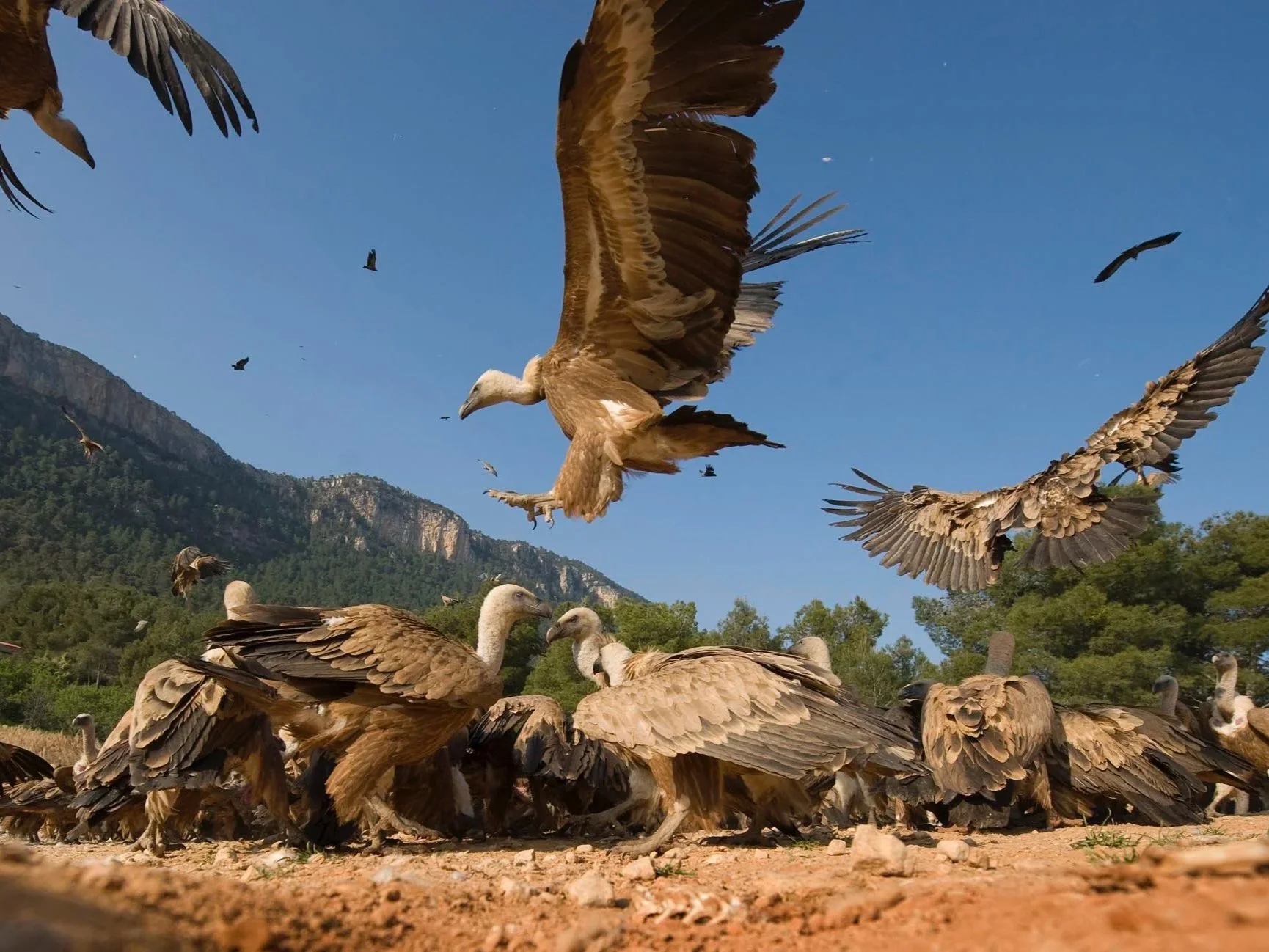 vultures+%282%29.jpg