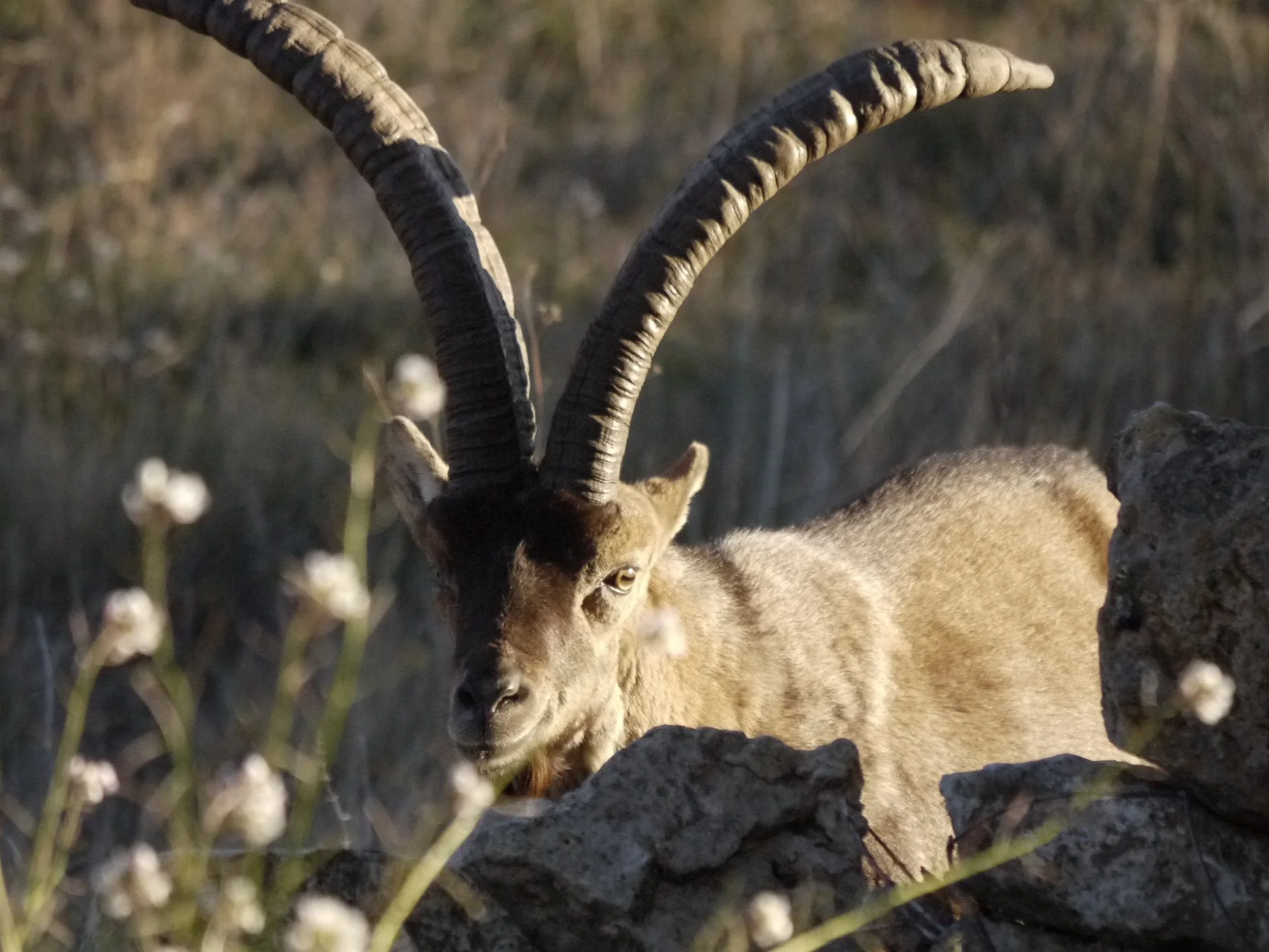 ibex+3.png