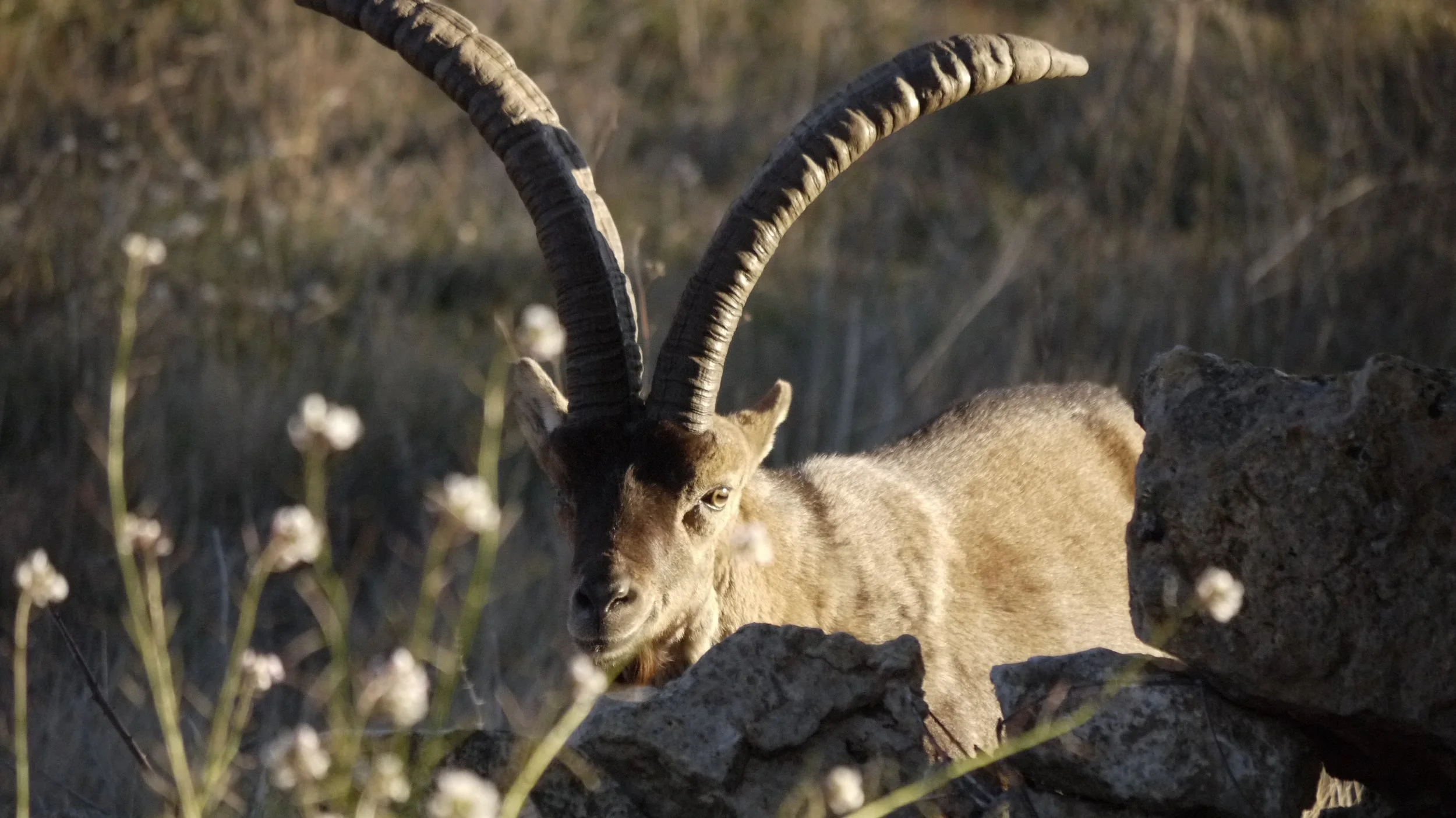 ibex 3.JPG