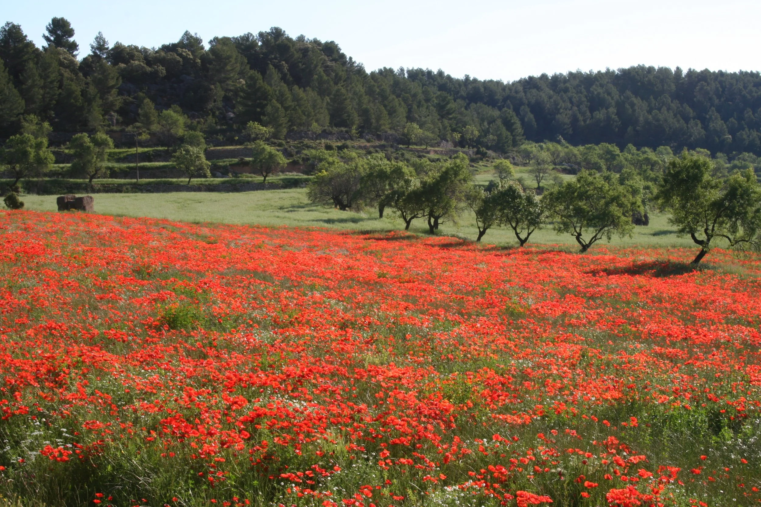 meadow in spring (2).jpg