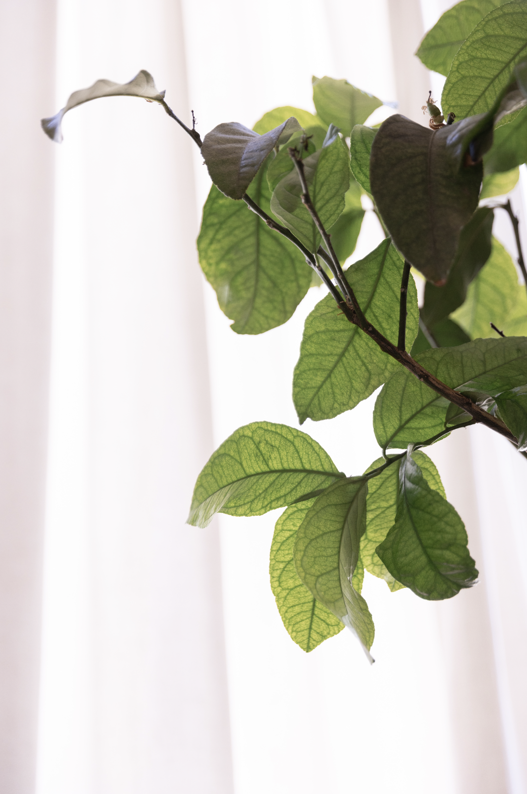 La Canopée est un studio vert et frais, avec de nombreuses plantes d'intérieur