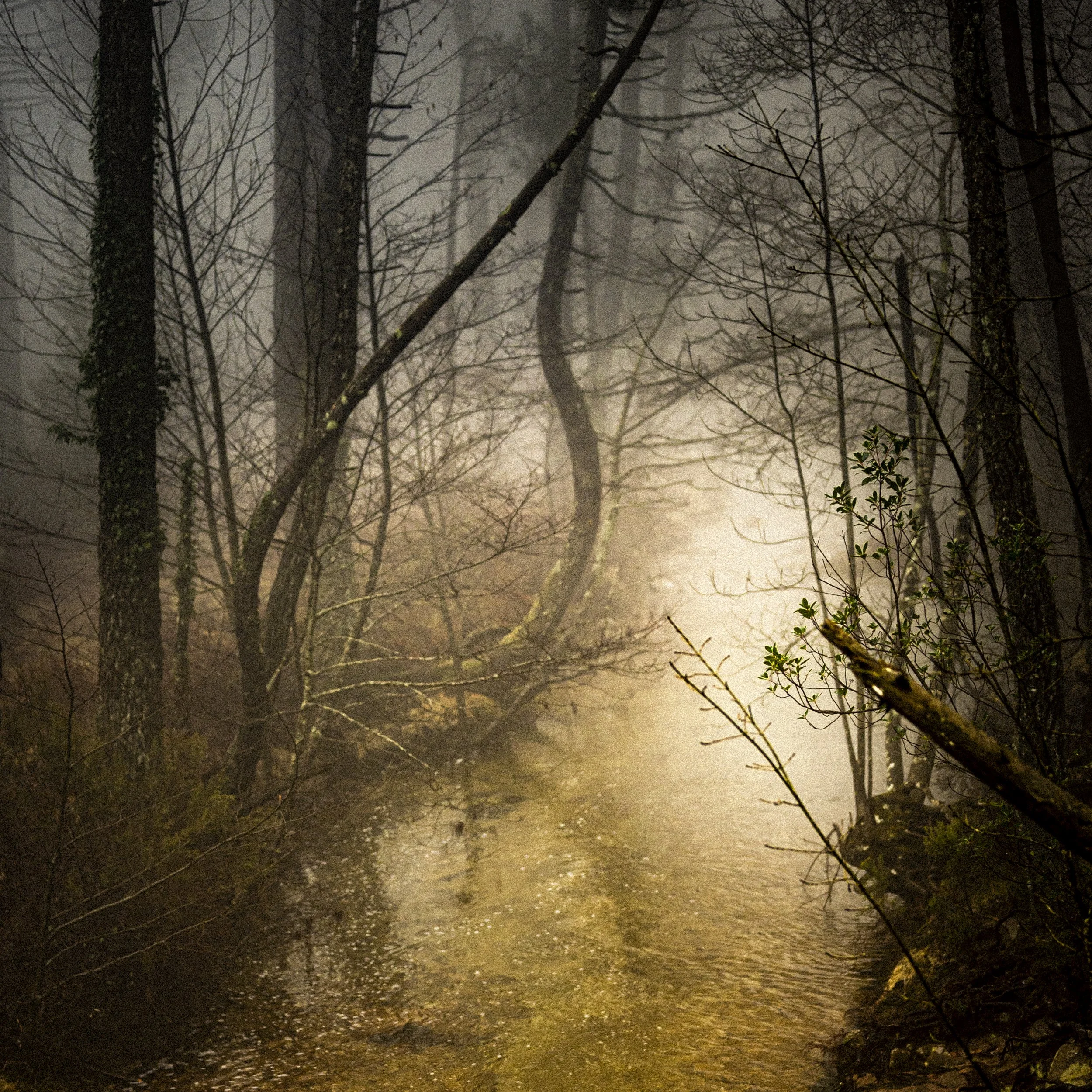 Une forêt brumeuse et intrigante avec un ruisseau. Arbres dénudés et branches tordues.