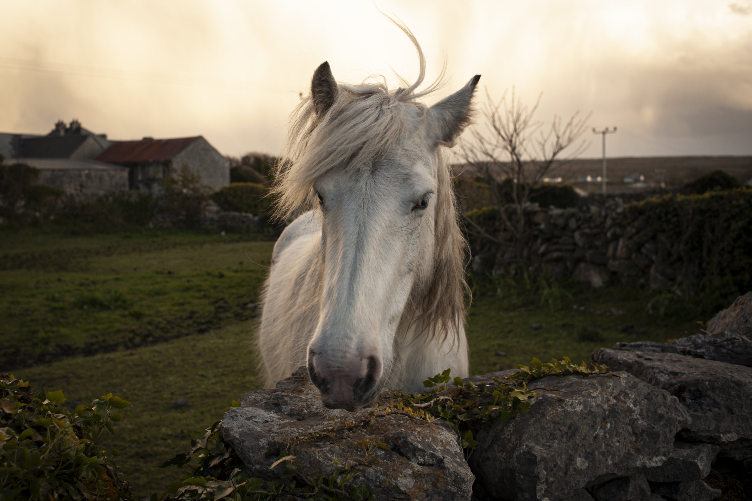 inishmore.CELINE RAVIER10.jpg