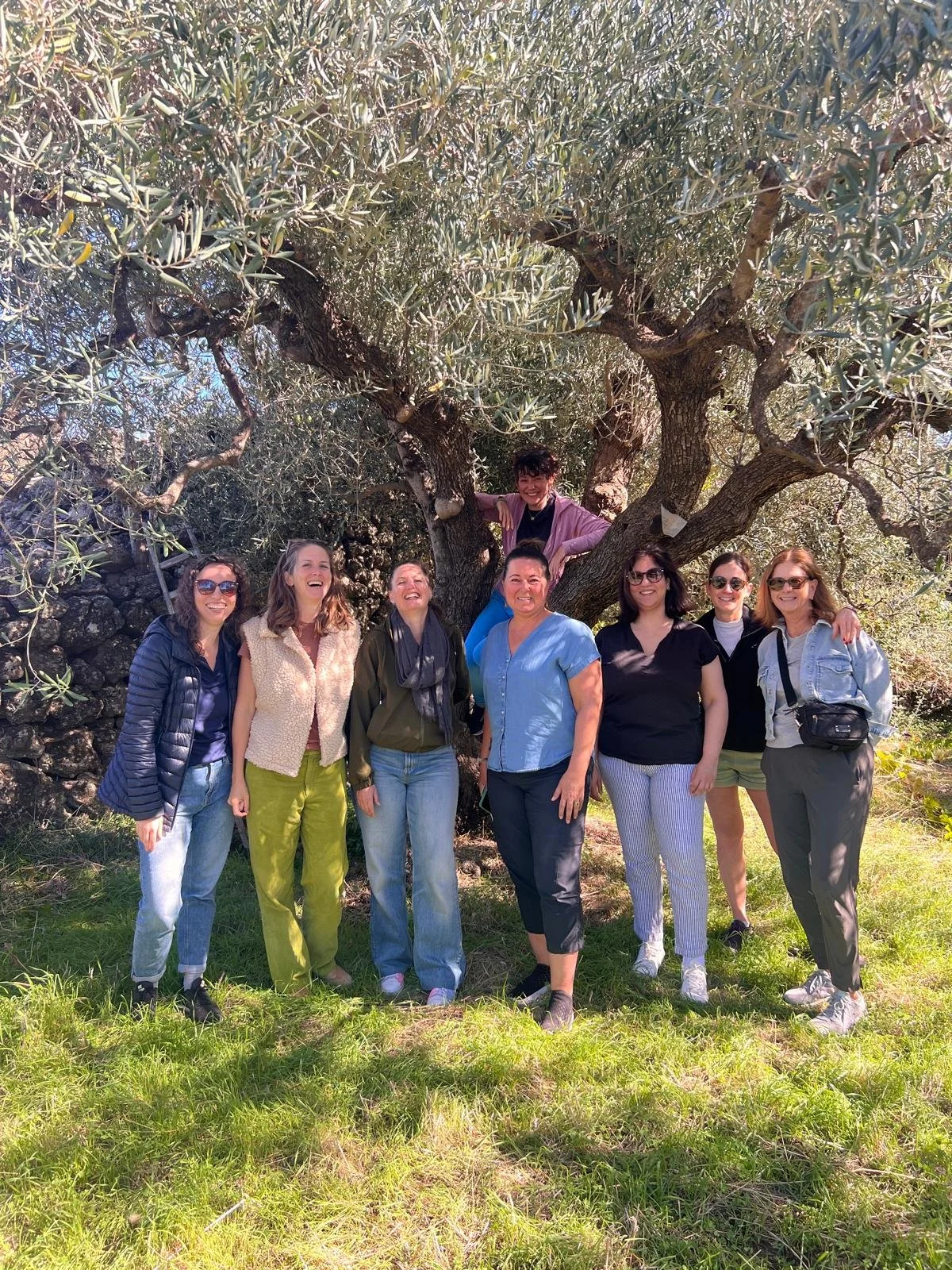 Olive Harvest On Volcano Etna Week