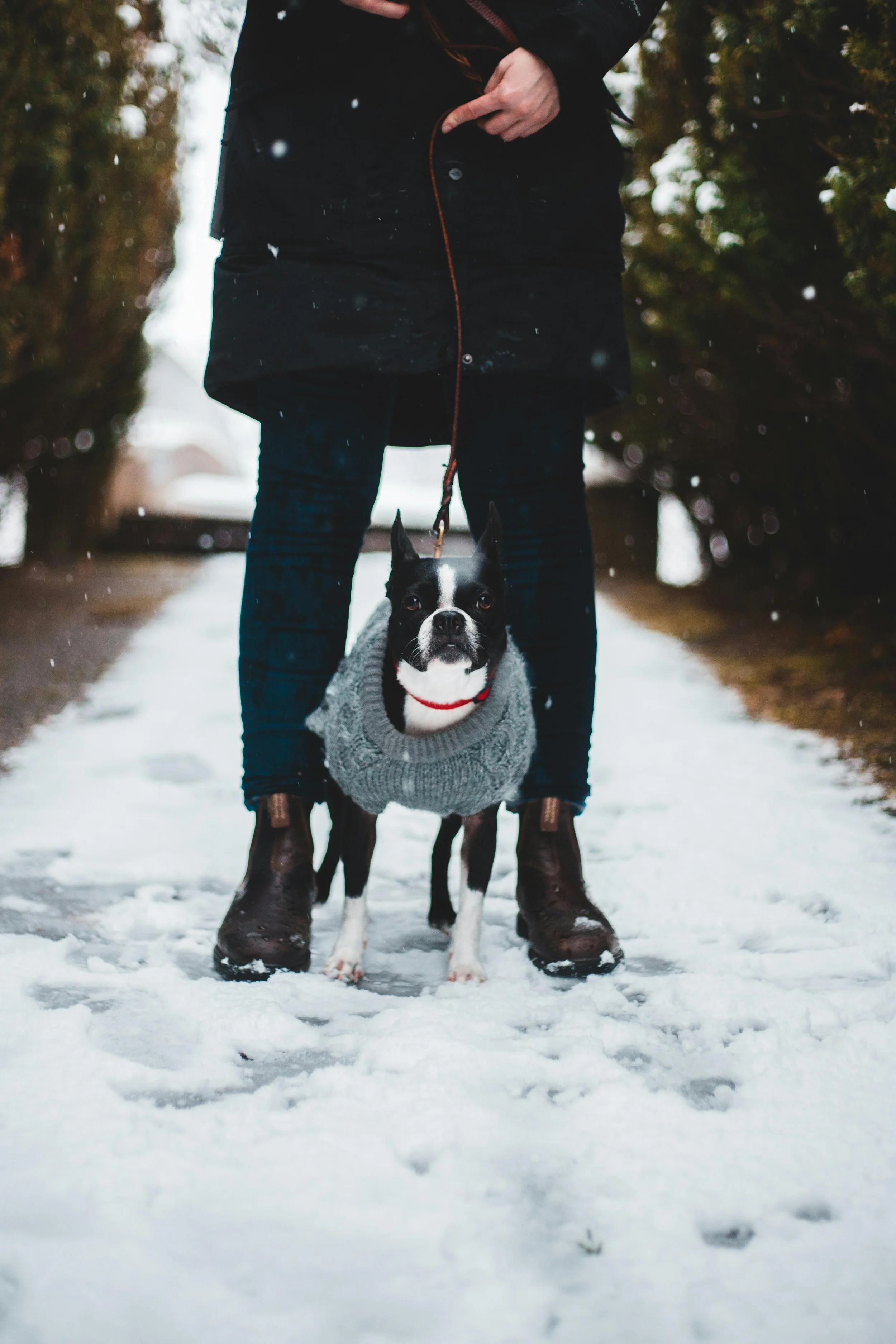Stress-free winter walks for busy dog owners