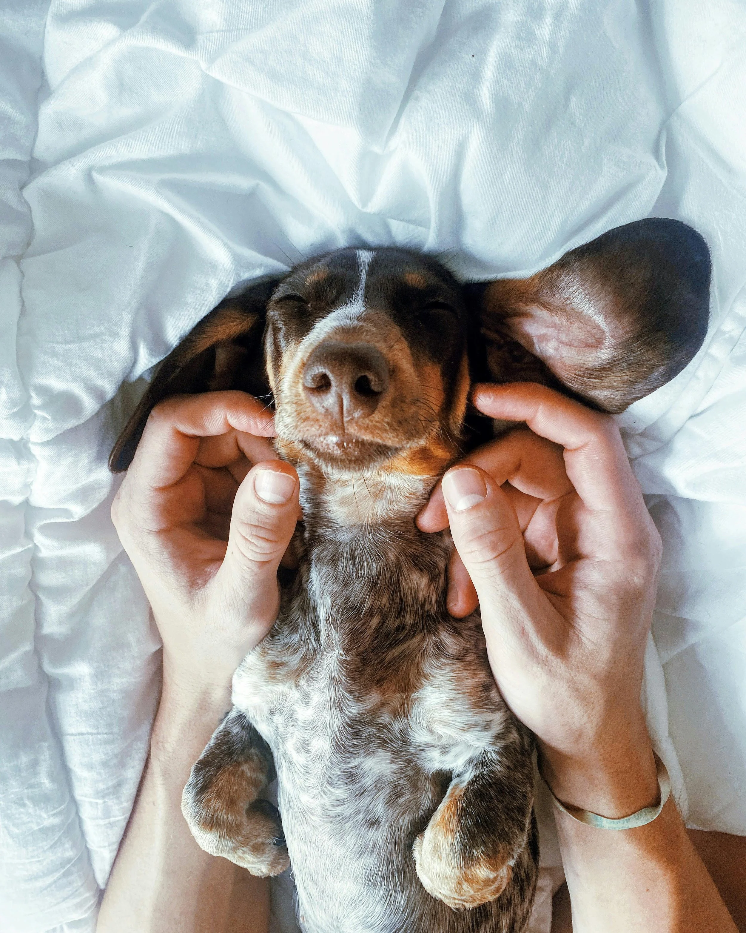 Why a simple daily routine makes dogs happier