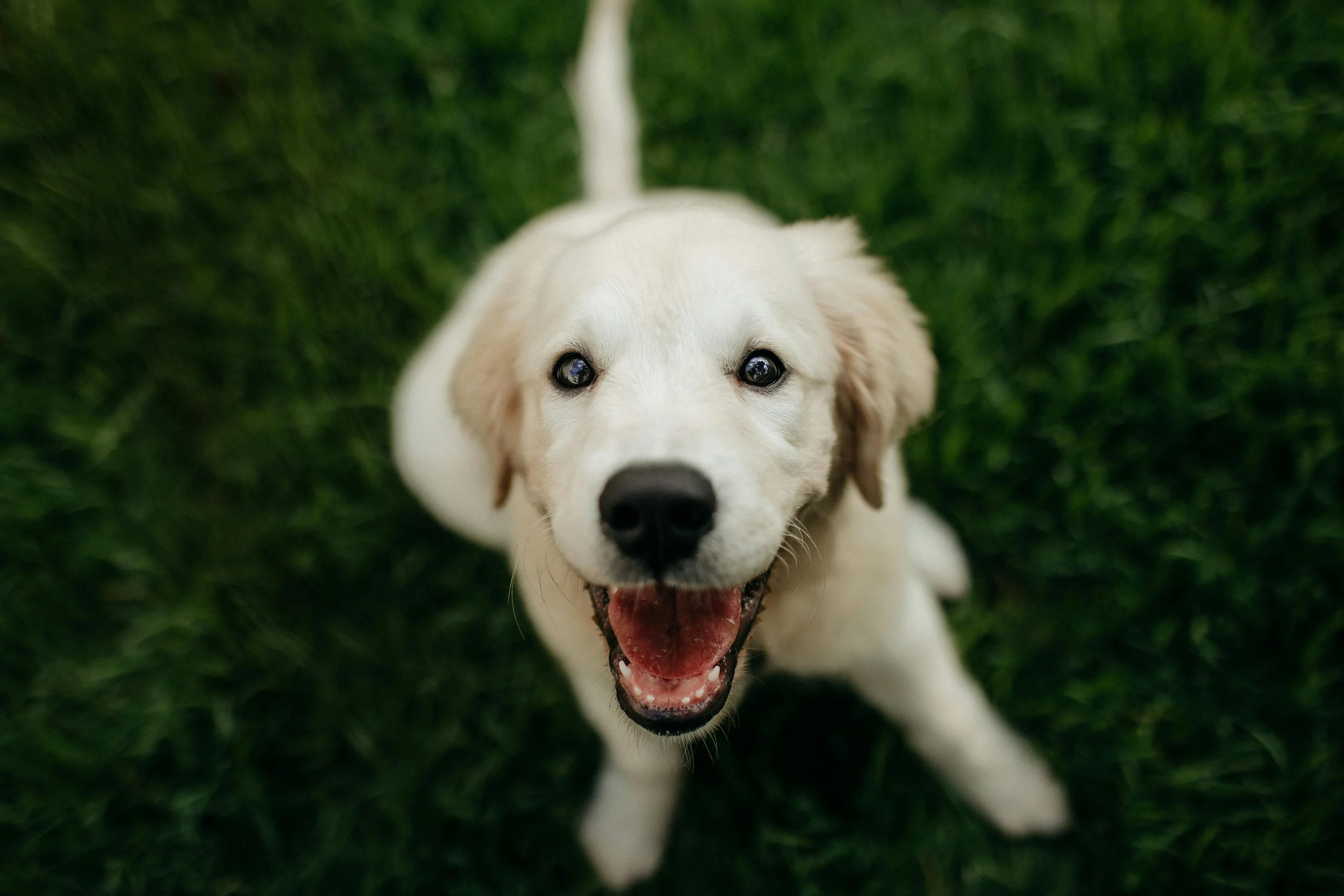Why your dog’s behaviour changes as they grow