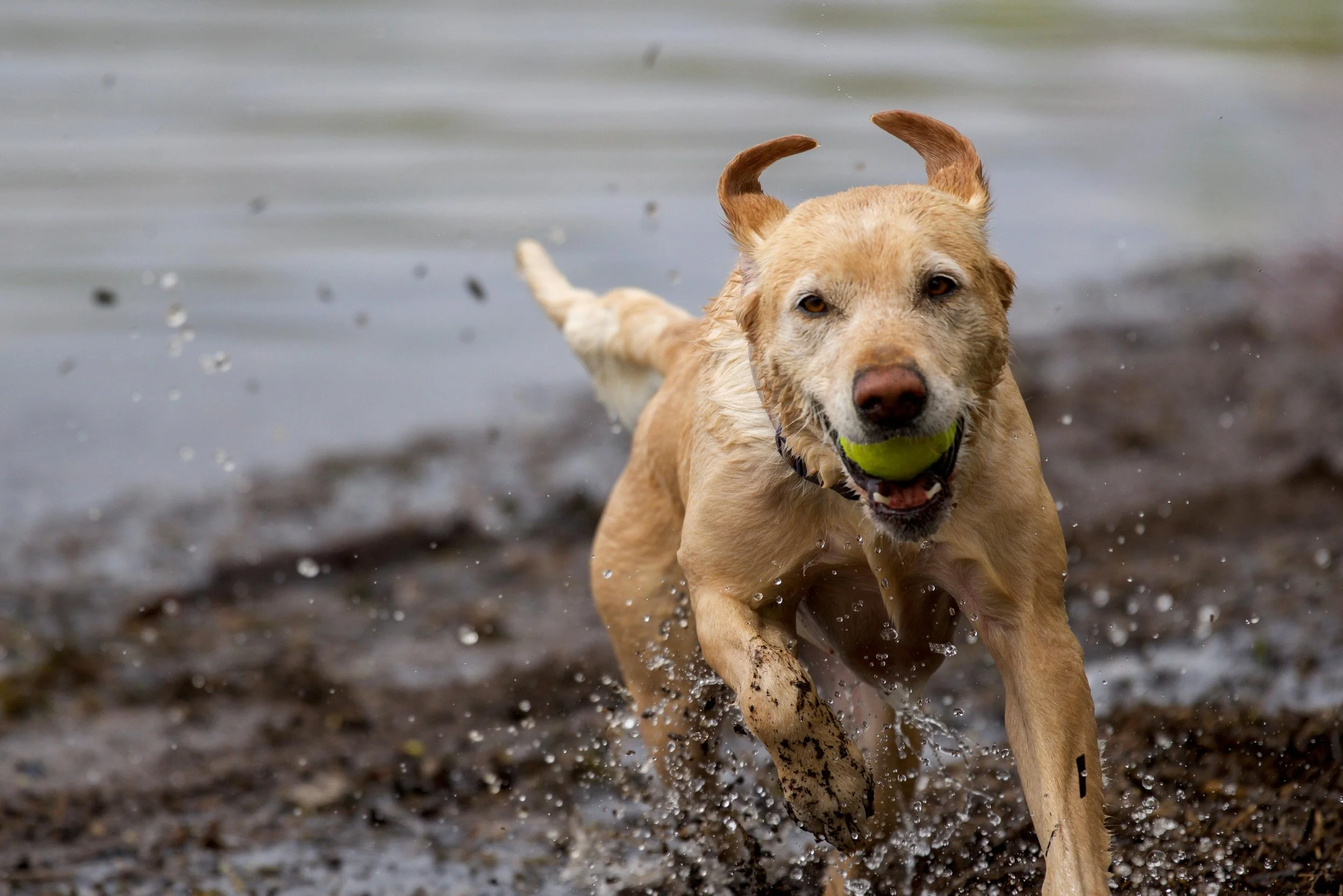 How much exercise does your dog really need?
