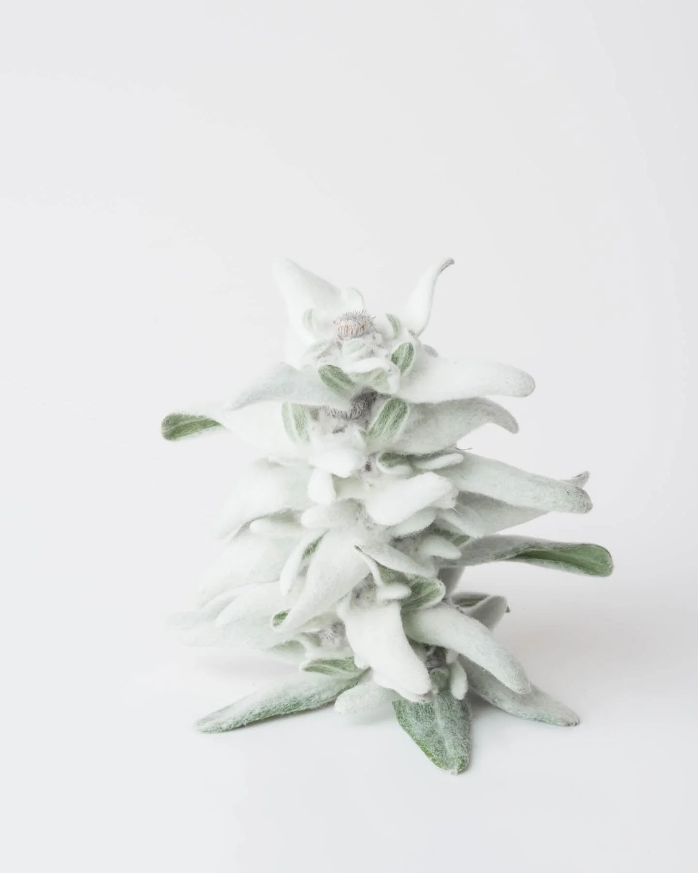 Works by @margaretefuchs 

INSIGHT NATURES MIND

1: Altitude, A3
2:There is no control, 120x80 cm
3:You want it darker, A3
4:Honeymoon of a female seahorse, A3

All framed available @poly.kiosk !