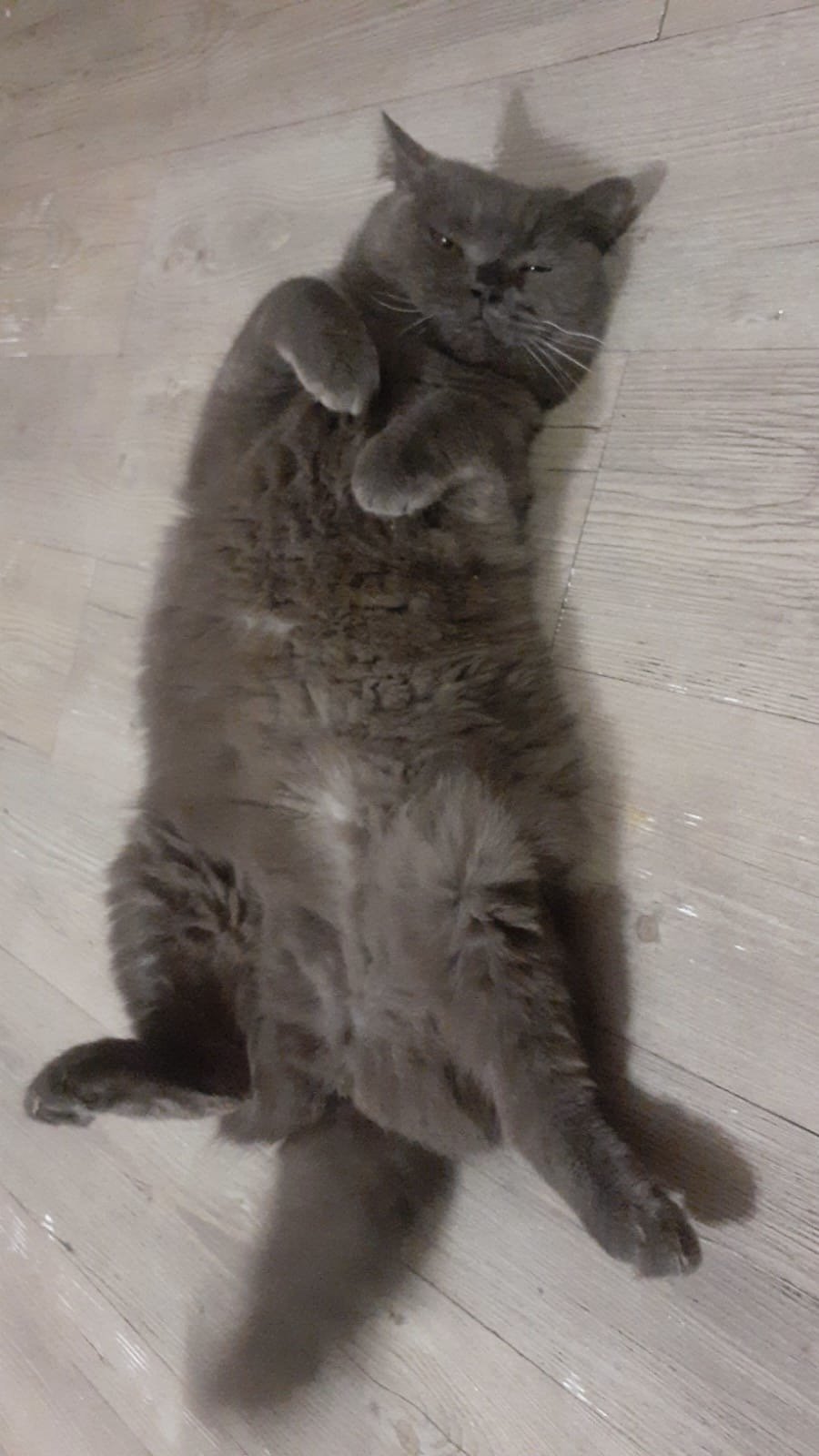What Cat and Human use to detox?