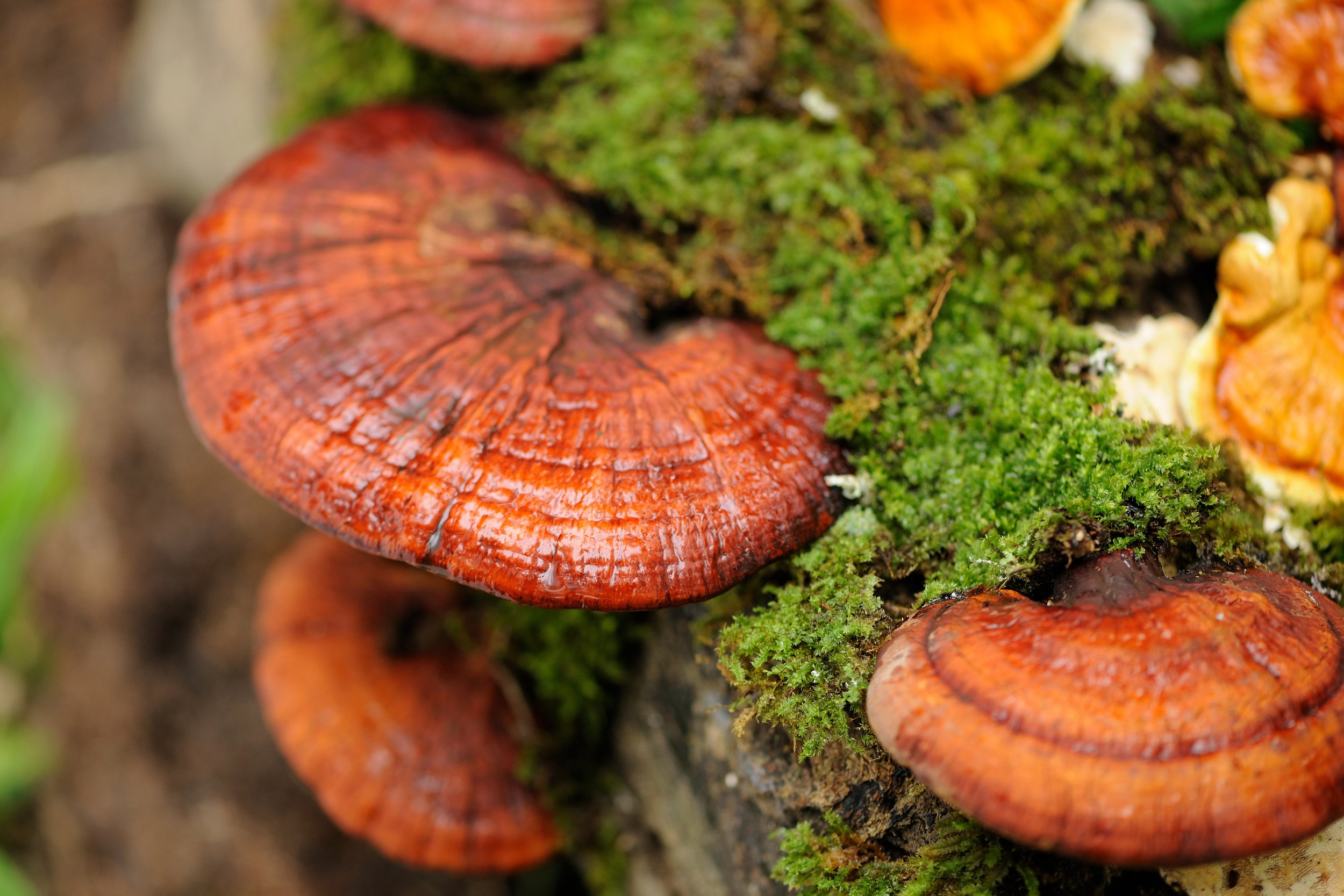Medical Mushroom