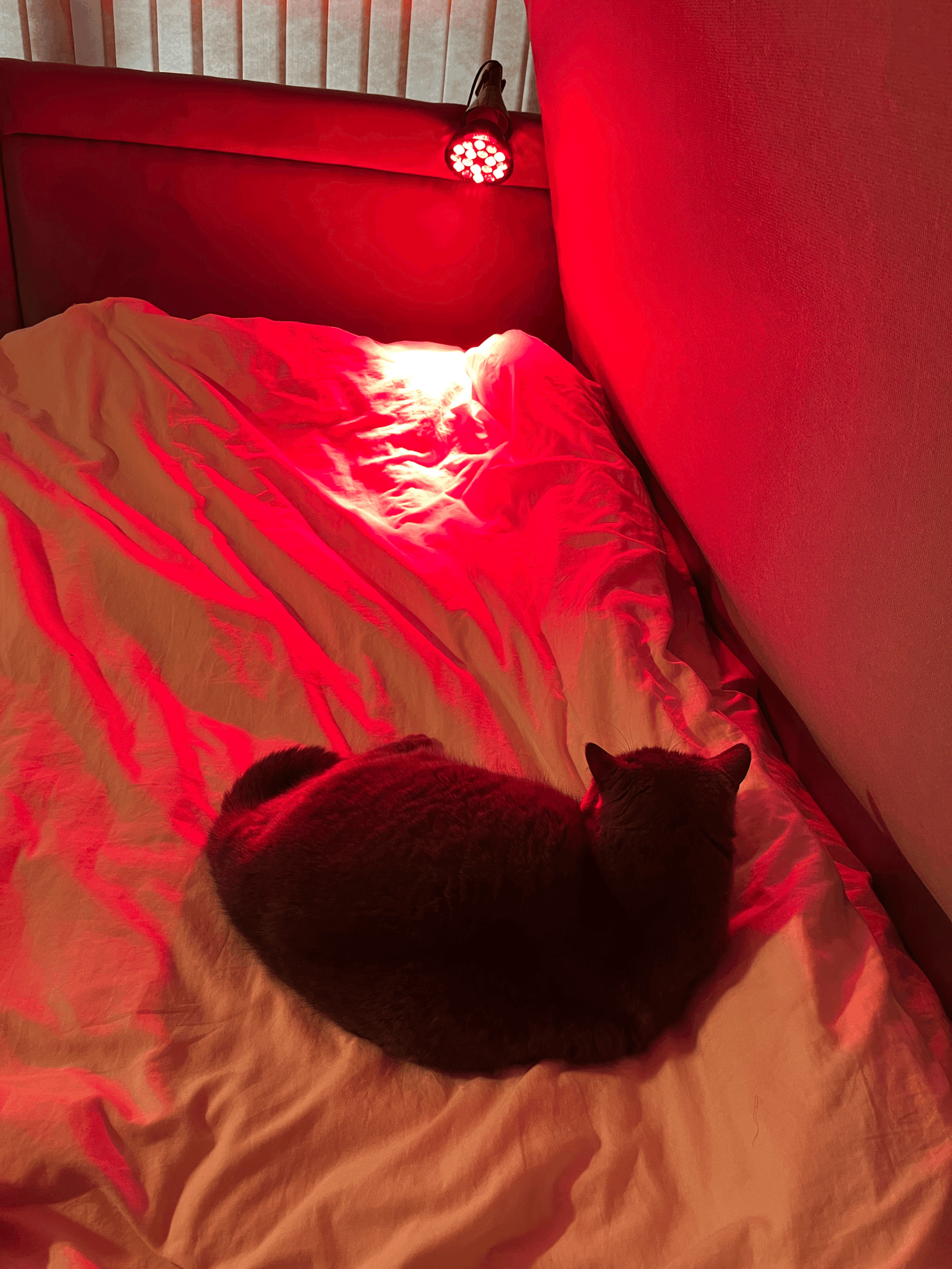 Red Light Therapy