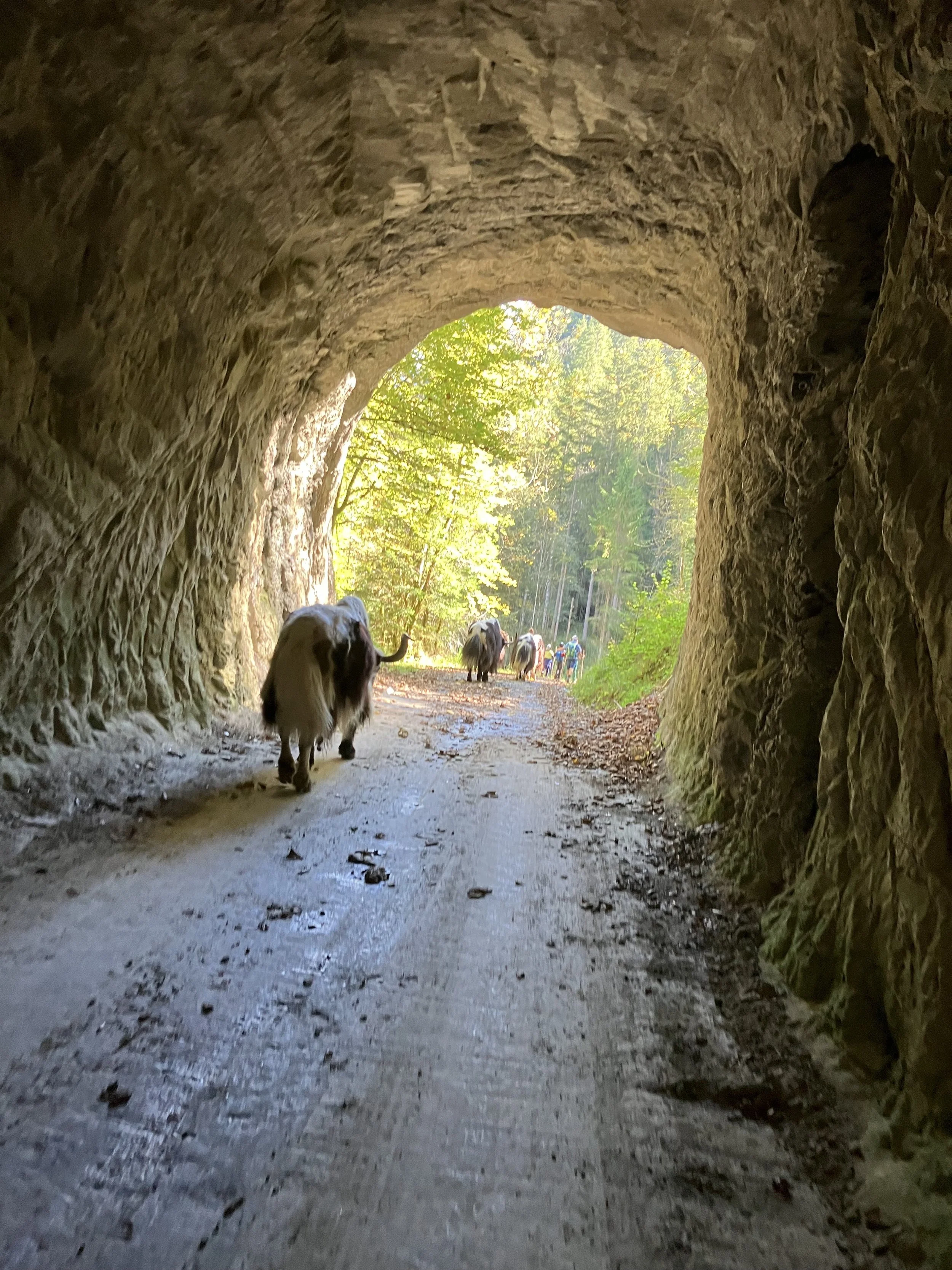 Tunnel.jpg