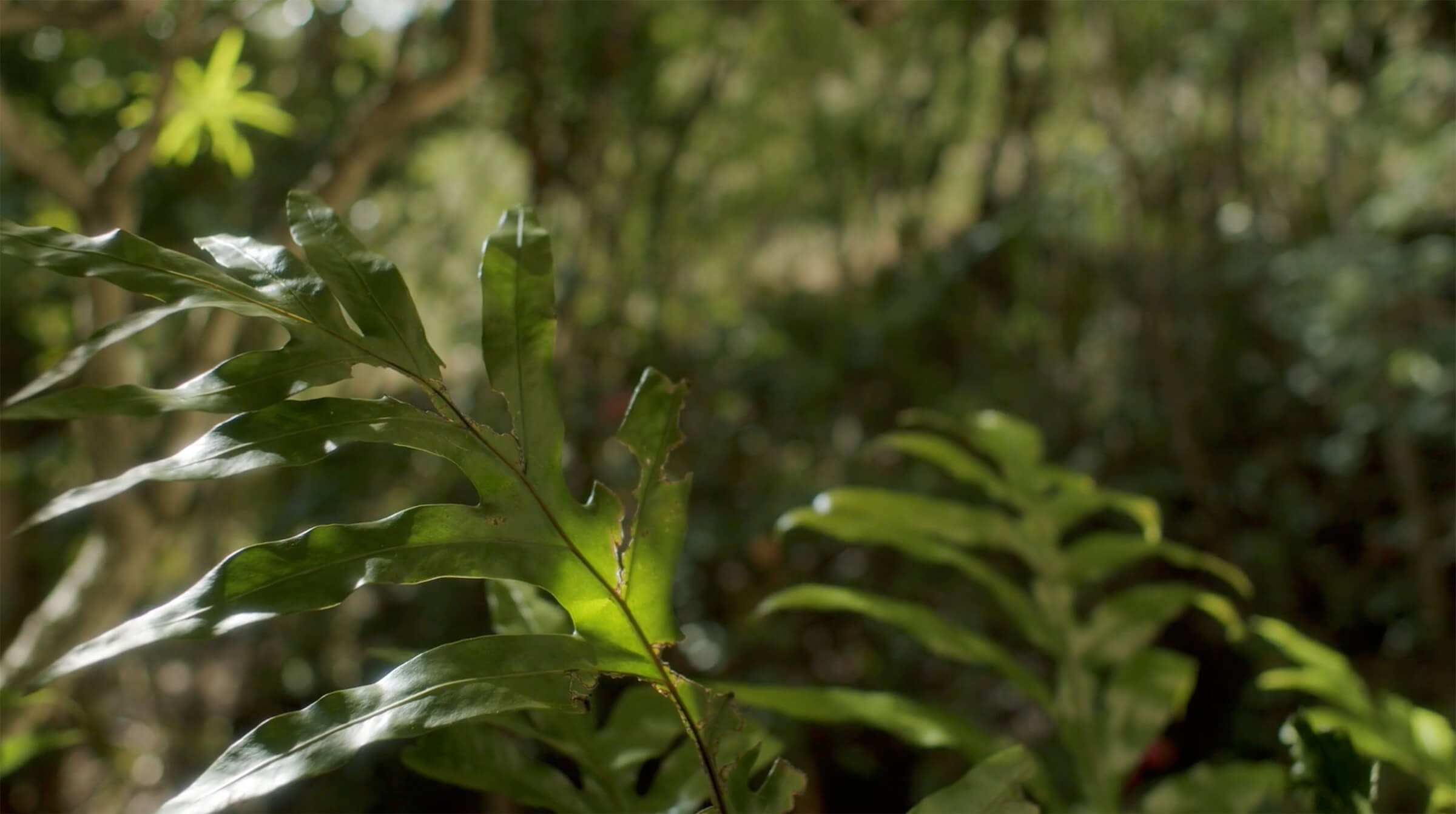 Forest-fern.jpg