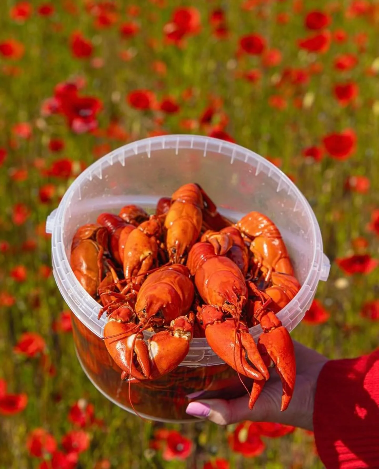 &Auml;ntligen &auml;r kr&auml;fts&auml;songen h&auml;r!🦞 🦞🦞🦞🦞🦞
Som vi l&auml;ngtat 😋❤️

Av oss k&ouml;per ni dom i s&auml;rklass godaste kr&auml;ftorna - sl&aring; oss en pling f&ouml;r att s&auml;kra eran leverans 🫶🏻