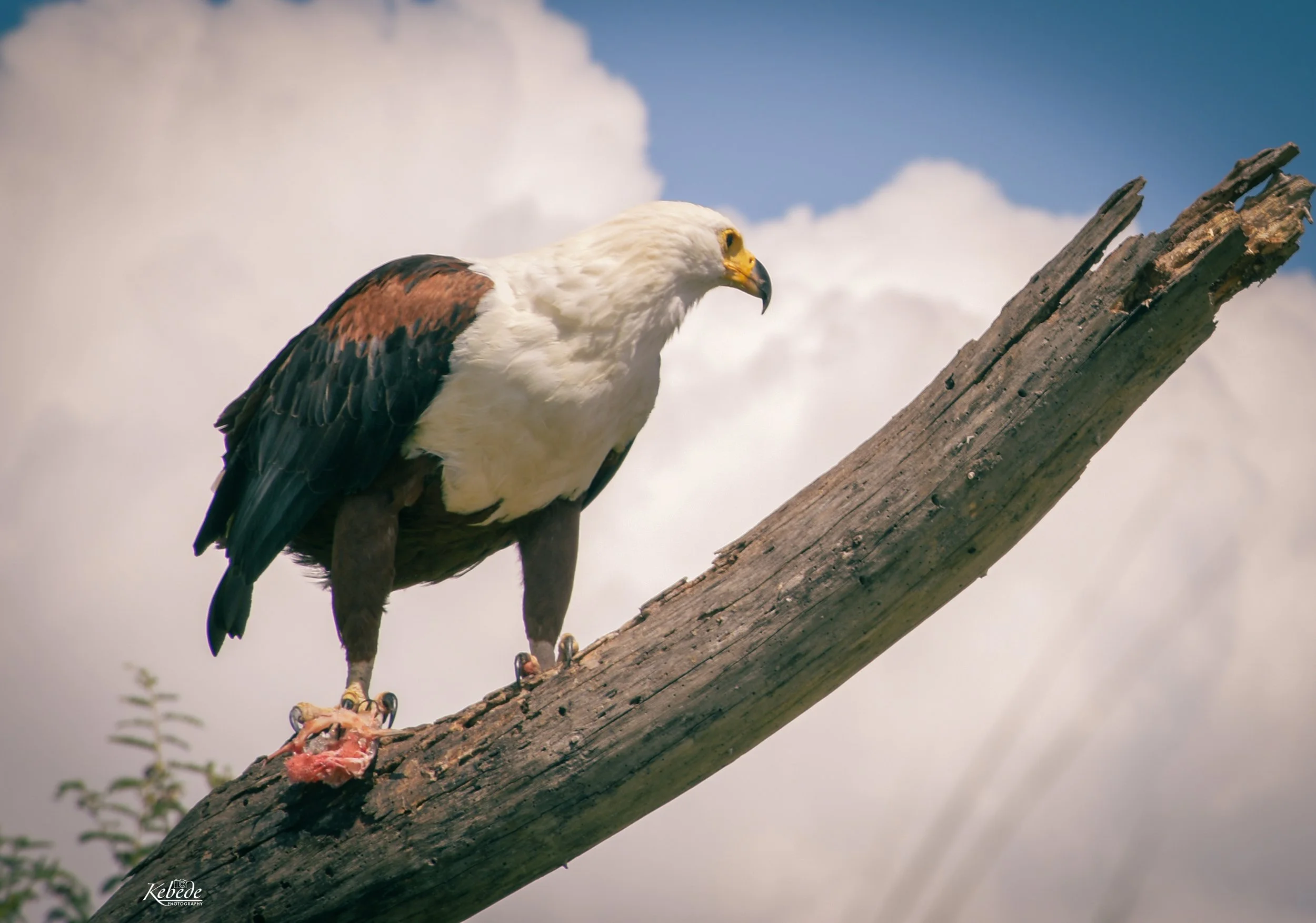 Ethiopia-wildlife-The African fish eagle (Icthyophaga vocifer) Kebede Dache Photography