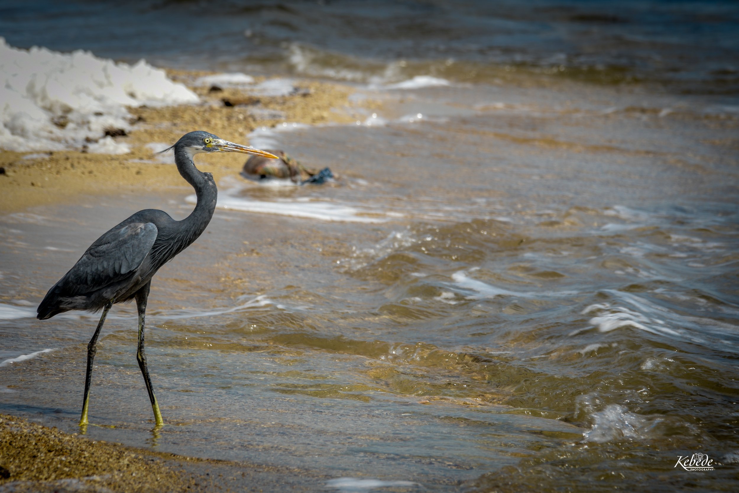 DSC_4131.jpg