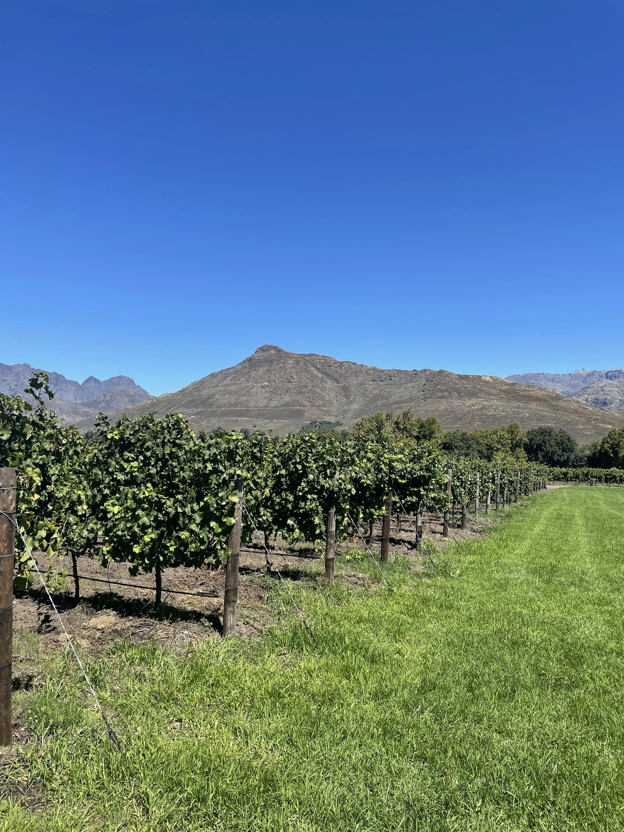 Uncorking Franschhoek: A Guide to South Africa’s Wine Region