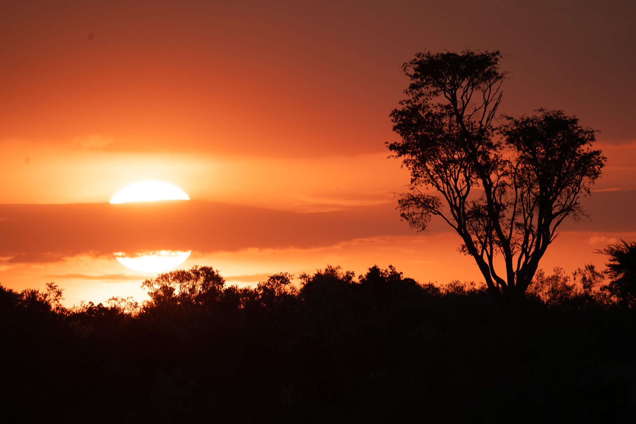 Sunset with silhouette of trees and orange sky