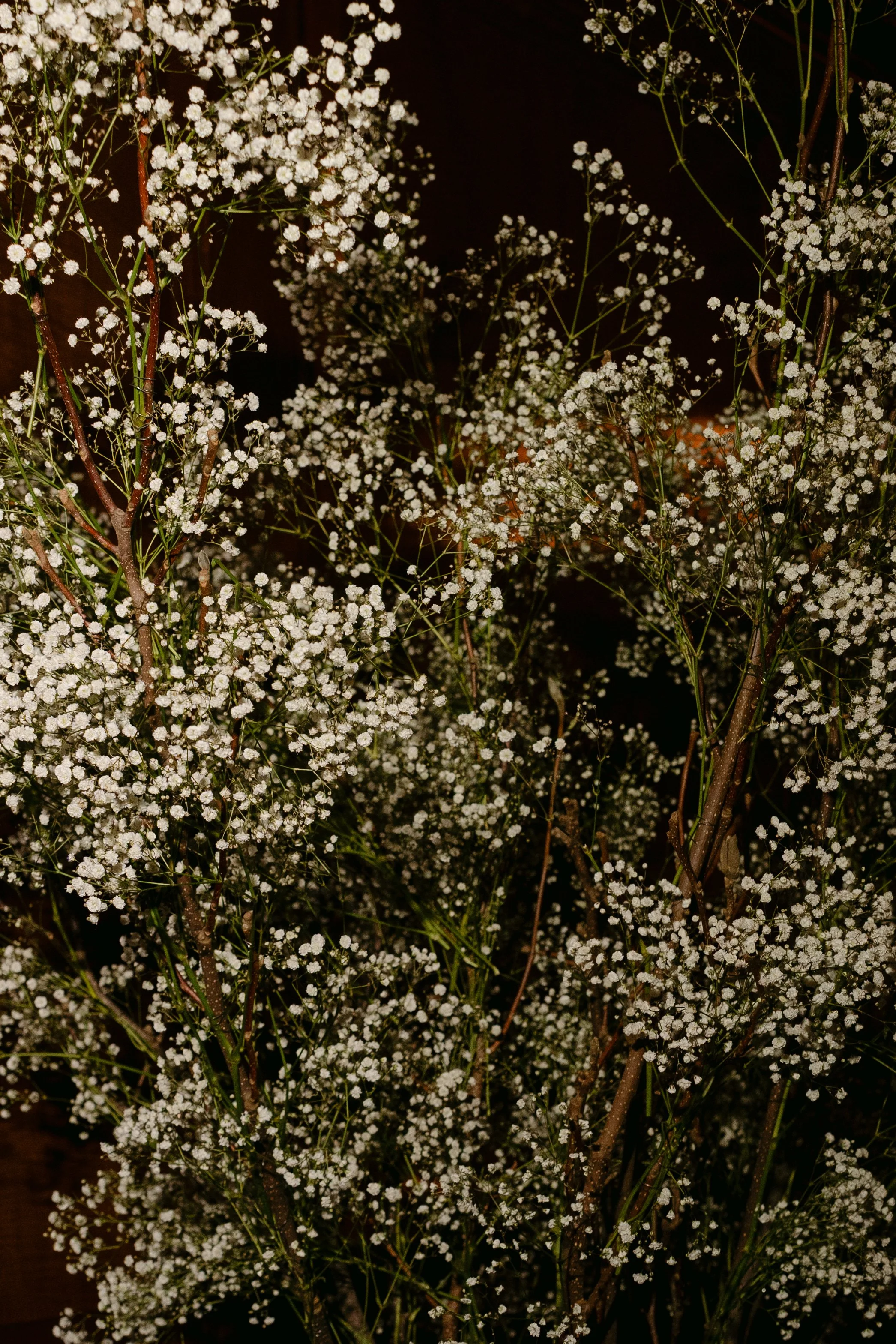 ROSALIE VOORTMAN - STEFANI & EDOUARD-749.jpg