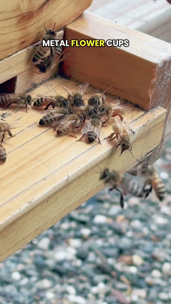 Tomorrow I’m checking on the hive that’s been through it: two queens lost, one laying worker, and now—maybe—a newly mated queen.
Foragers are back with pollen. That could mean open brood… or just false hope.
I’m h