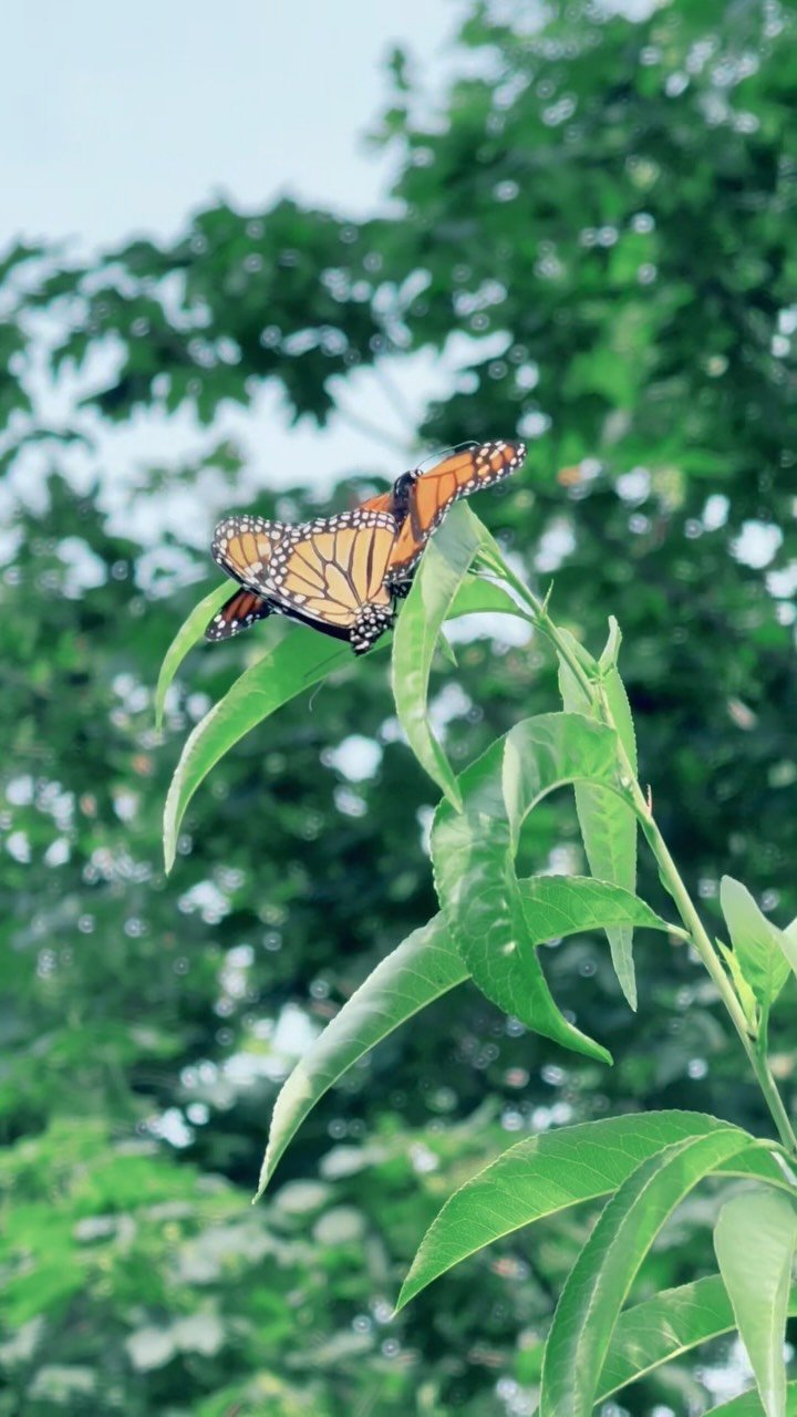 Monarch butterflies mating in our peach tree—another step in their incredible migration cycle. General:
#MonarchButterfly #Monarchs #ButterflyLove #ButterflyMating #Pollinators #WildlifeInMyBackyard
#MassachusettsNature #NewEnglandWildlife #Bac