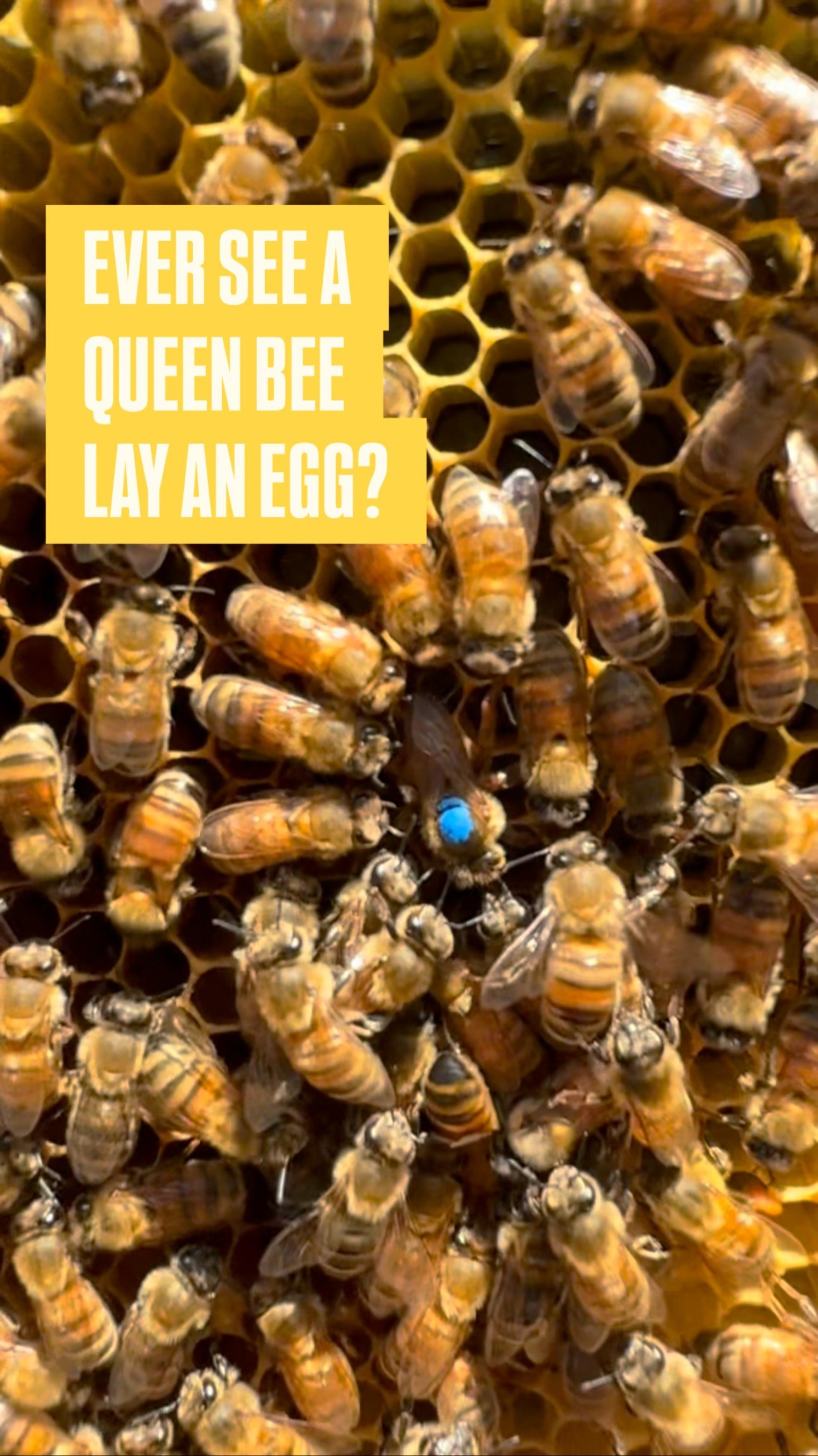 Ever seen a queen bee lay an egg? 👑🐝
Meet Queen Labeefah—she’s inspecting cells, choosing just the right ones, and starting the next generation.
Fun fact: A queen can lay up to 2,000 eggs a day in peak season.
Follow for more real-world