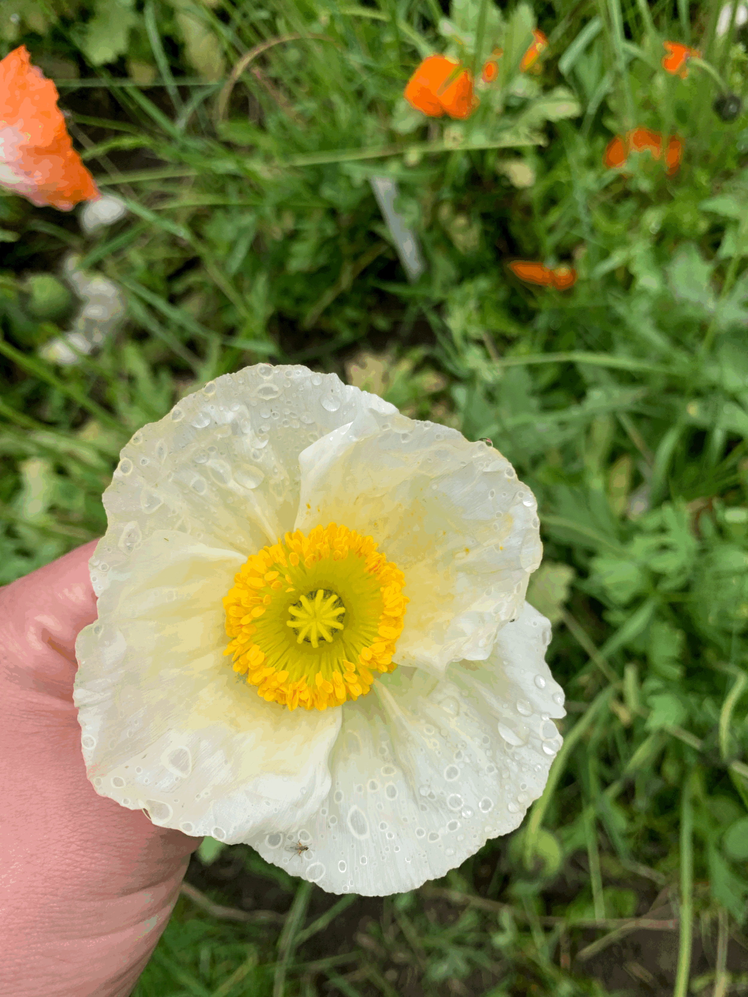 tempImagePjJnoc.gif