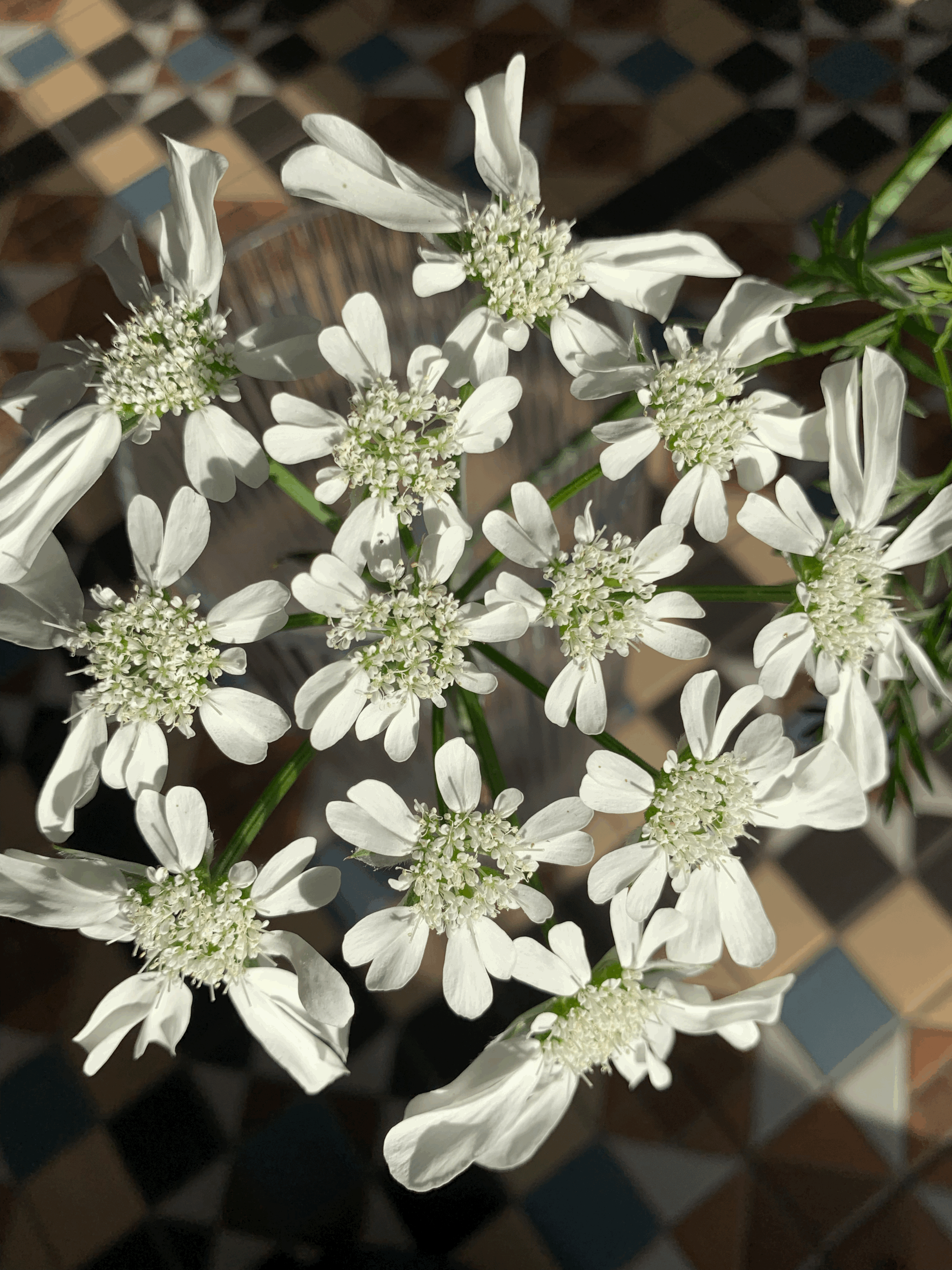 Orlaya Grandiflora