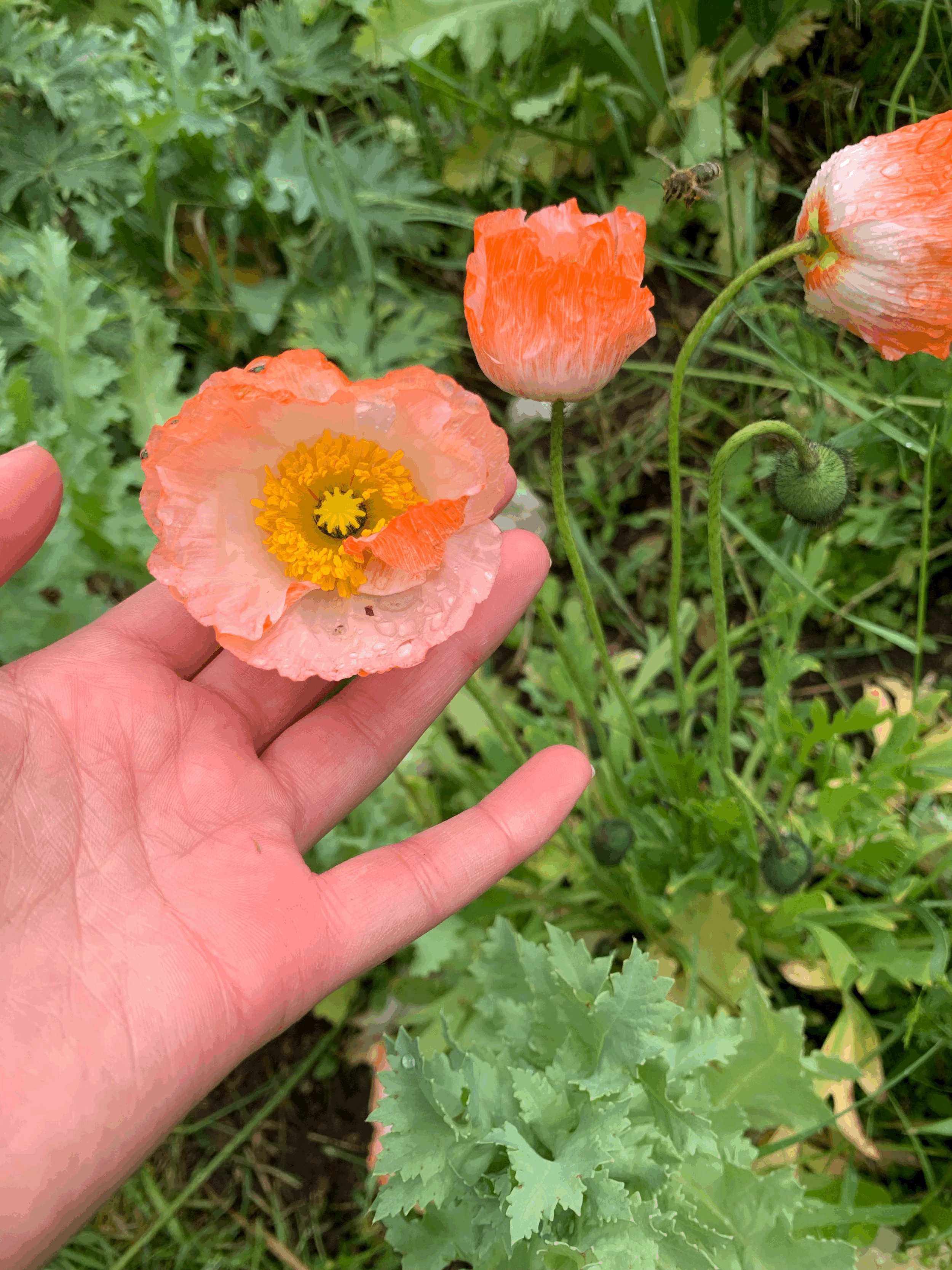 tempImageIS2EFj.gif