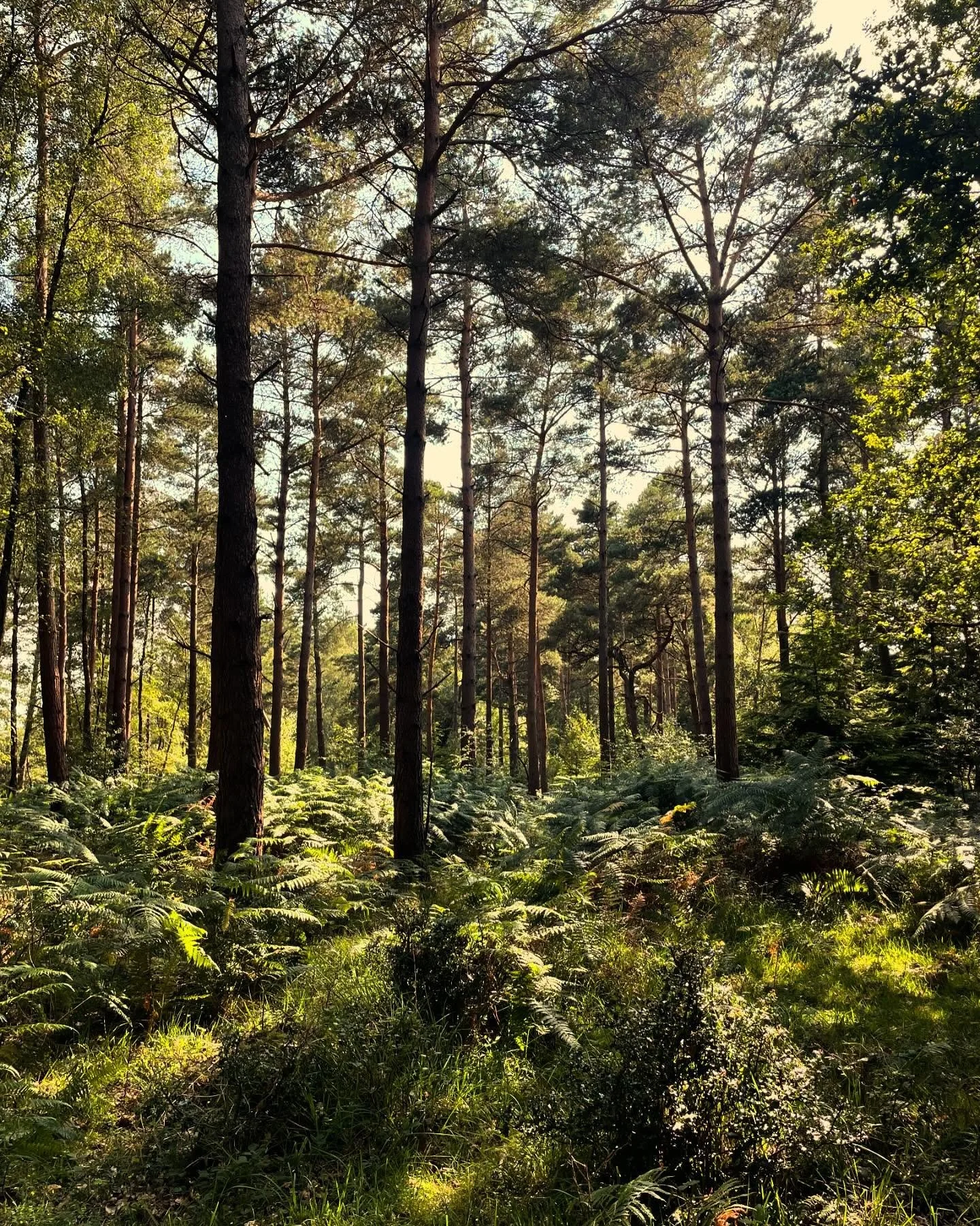 Solo camp walk #1, roughly 25k.
Left at 7am for a walk to Burley village. I stopped for a coffee and to desperately charge my phone at @noohn_wild (a really lovely cafe), before buying a delicious breakfast muffin to have on the way back to camp. Saw