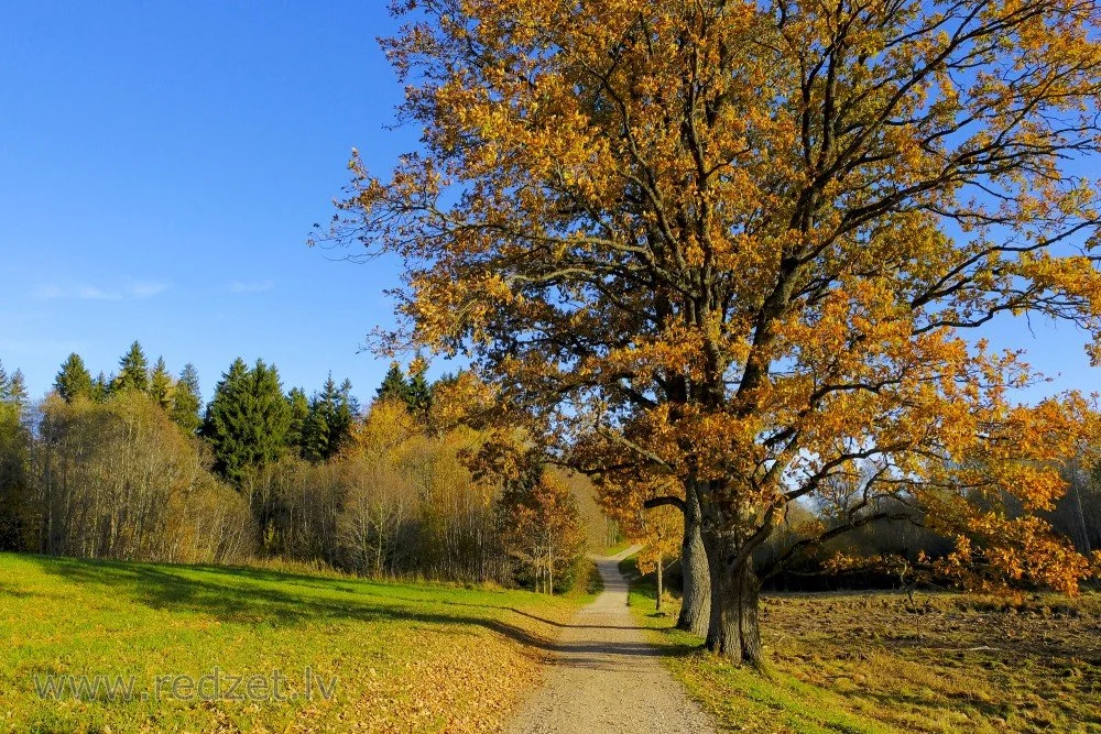 Par lietu kārtību_1