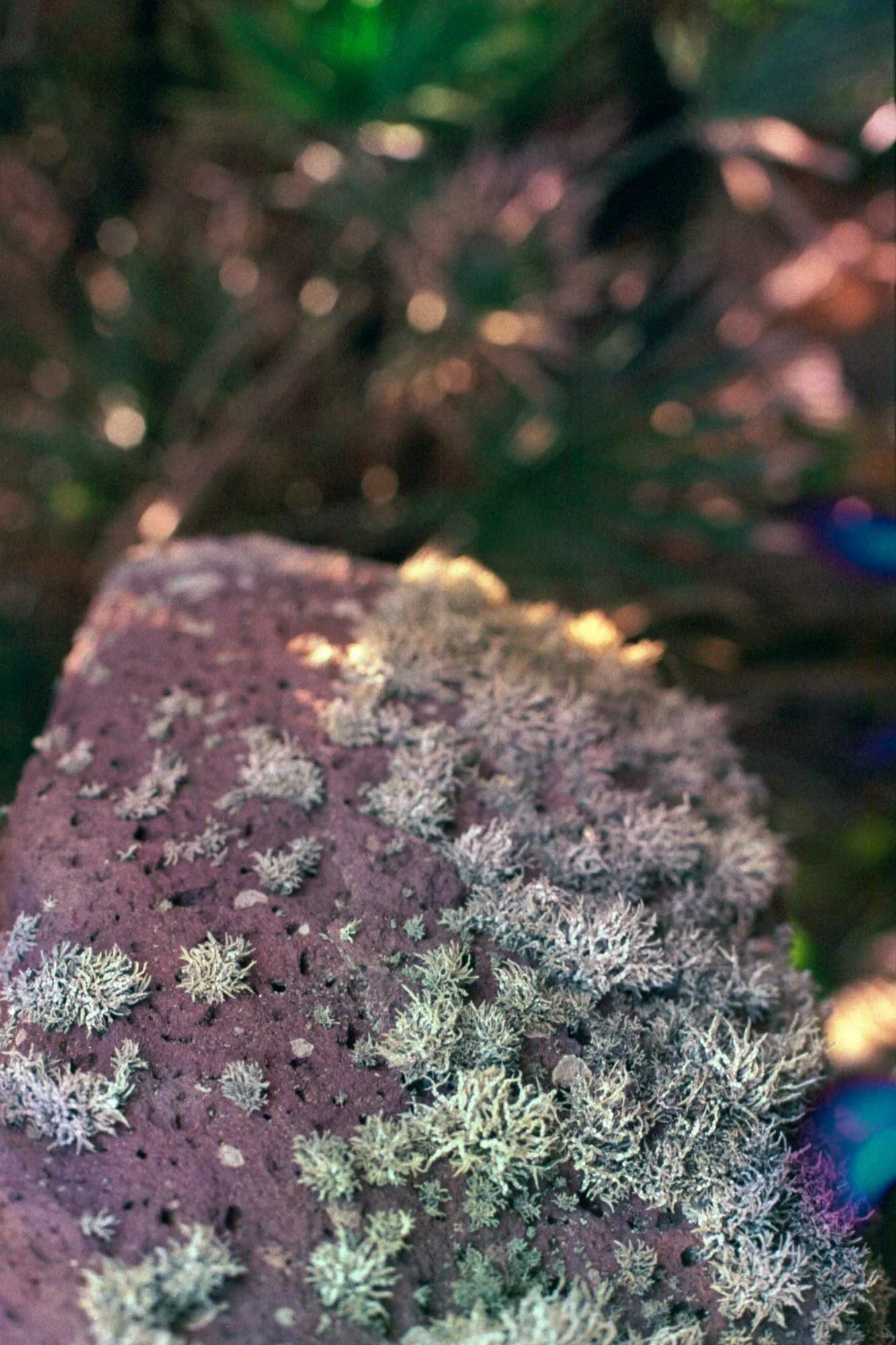 Sardinia,-lichen,-rock-surface,-film-photography,-dreamlike-focus,-Otherworldly-series-.jpg