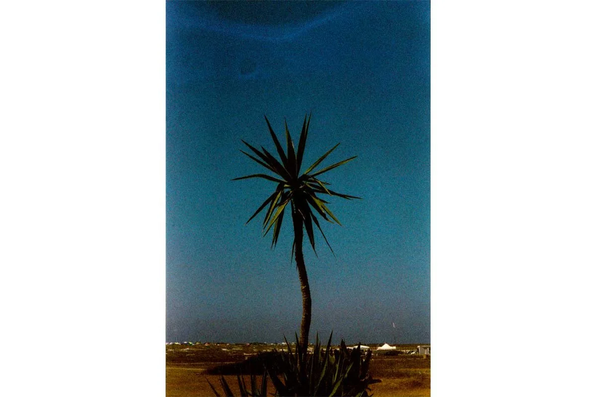 Yucca,-Mari-Ermi-(2024).jpg