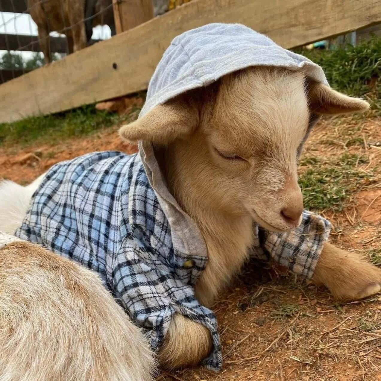 Scout from Goat On The Go cuddles in a sweater.jpg